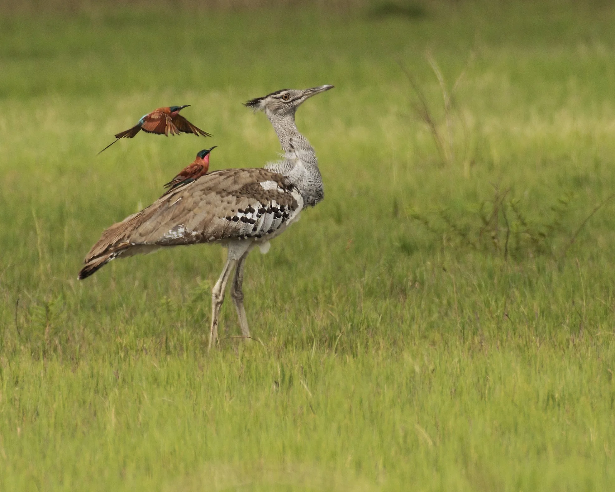 Hitching a Ride (Carmine Bee-eater on Kori Bustard)