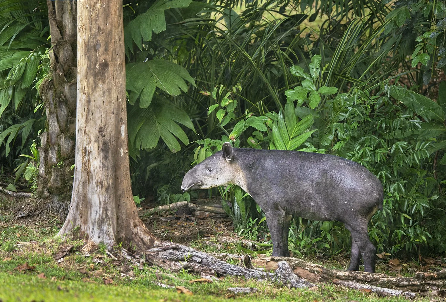 Baird's Tapir (Costa Rica)