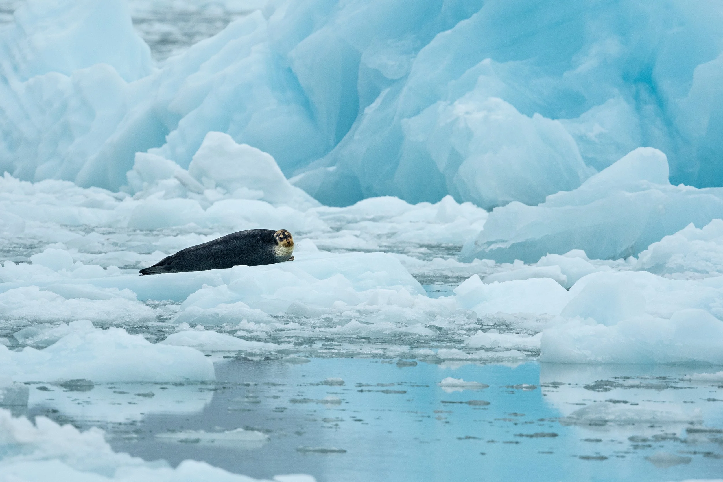 Bearded Seal II JPG v 2.jpg
