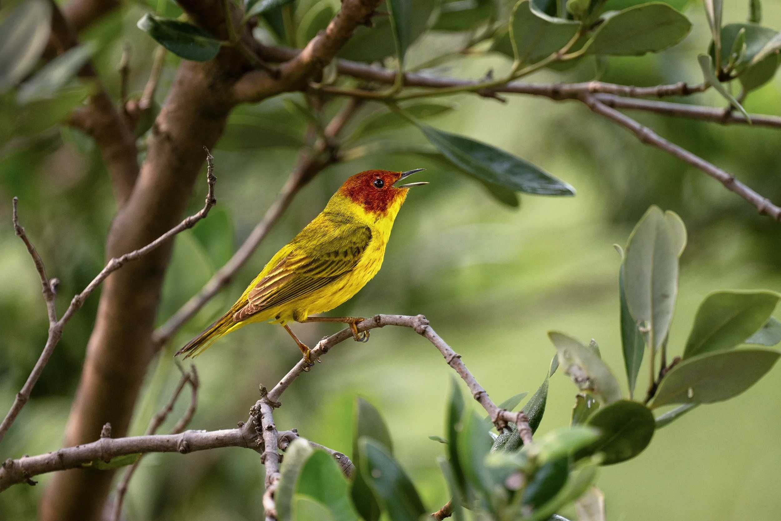 Mangrove Warbler (Yellow Warbler subspecies) (male)