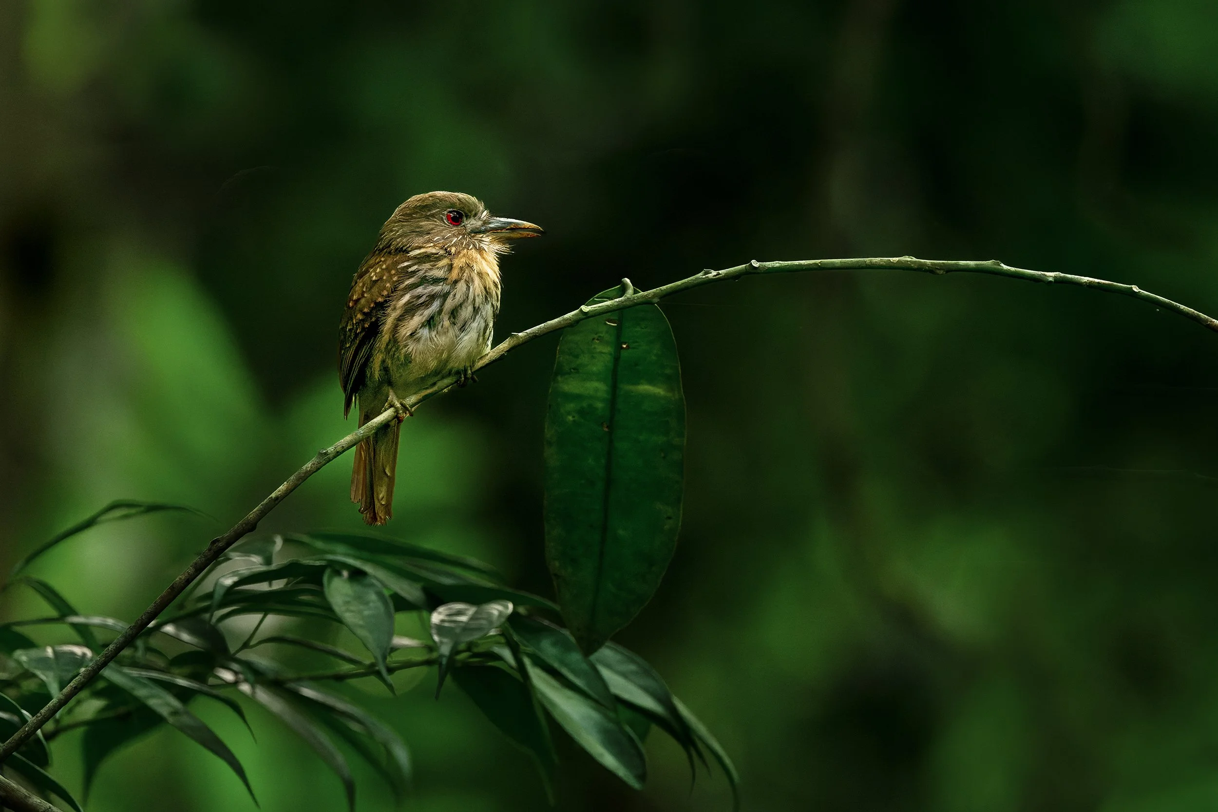 White-whiskered Puffbird (female) (Costa Rica)