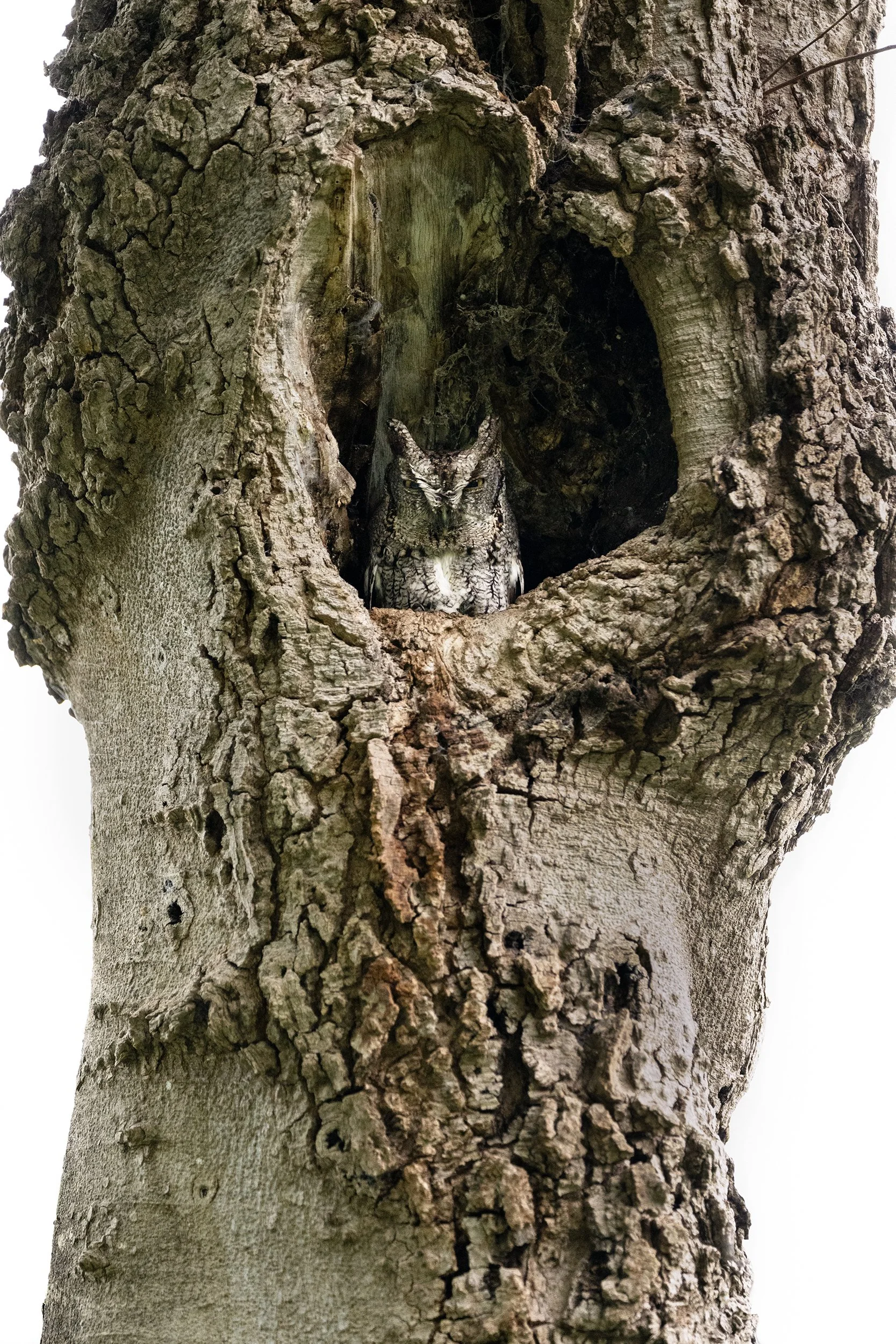 Eastern Screech-Owl (McCall's subspecies)