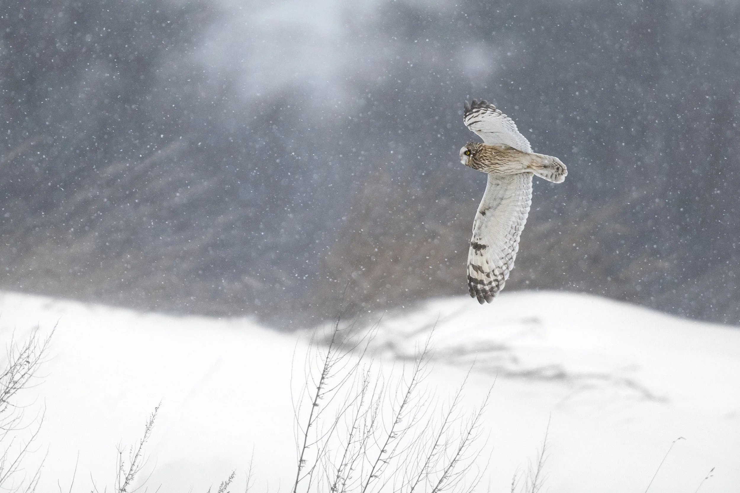 Short-eared Owl (Ontario)