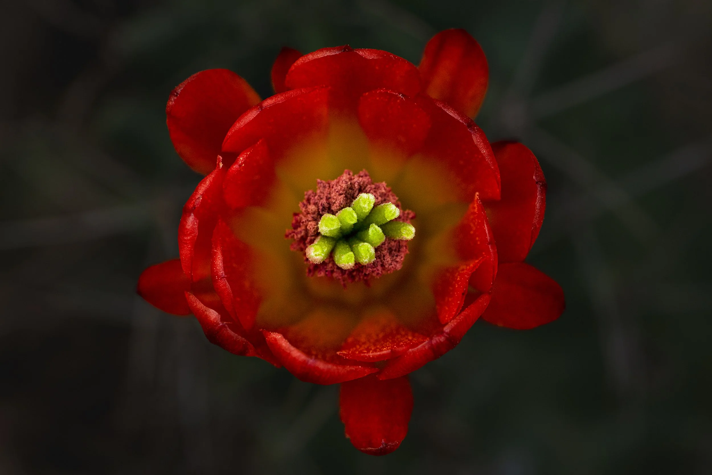 Claret Cup Cactus