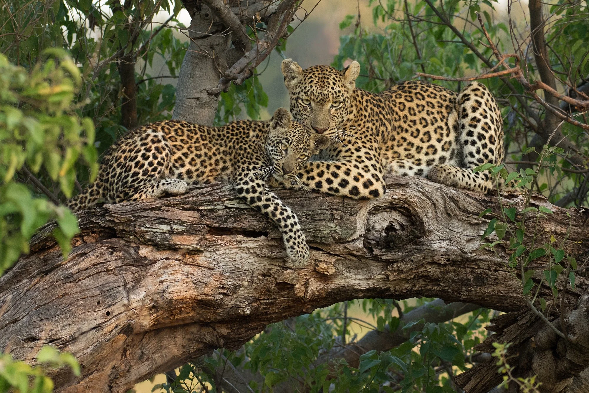 Leopard.Female and Cub.Moremi I v 4 JPG.jpg
