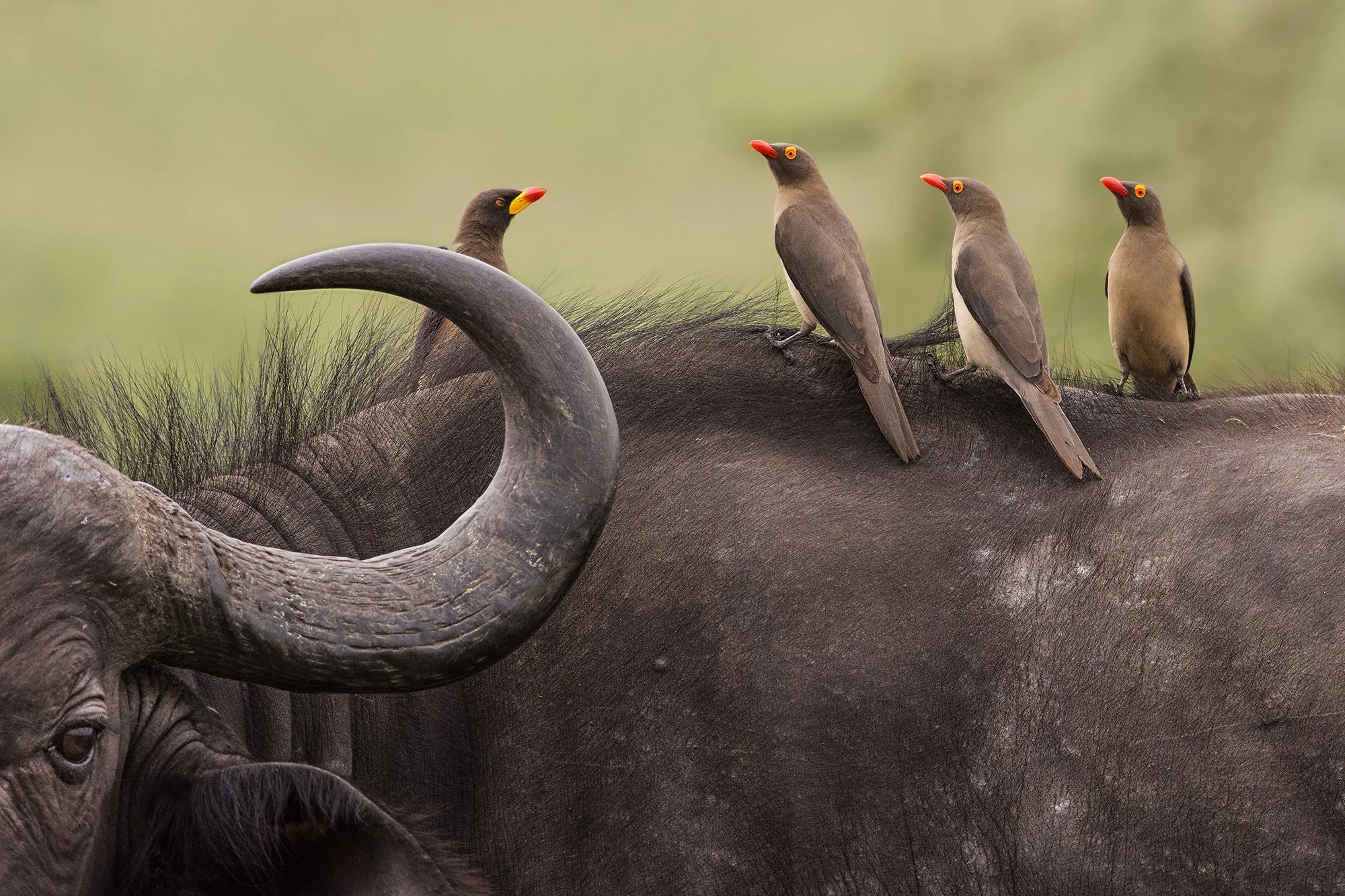 Oxpecker Showdown (Yellow-billed and Red-billed Oxpeckers on back of Cape Buffalo)