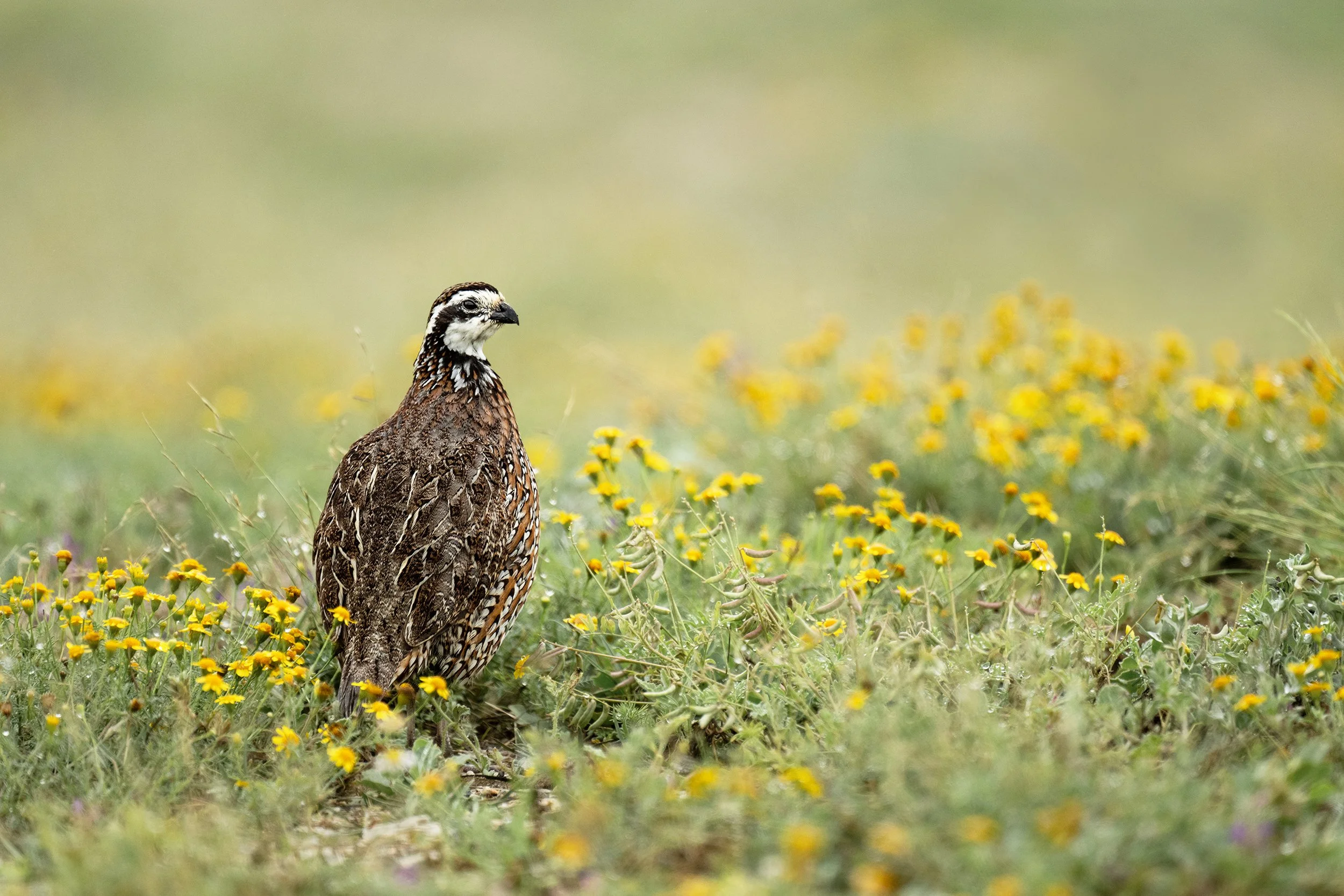Northern Bobwhite (male)