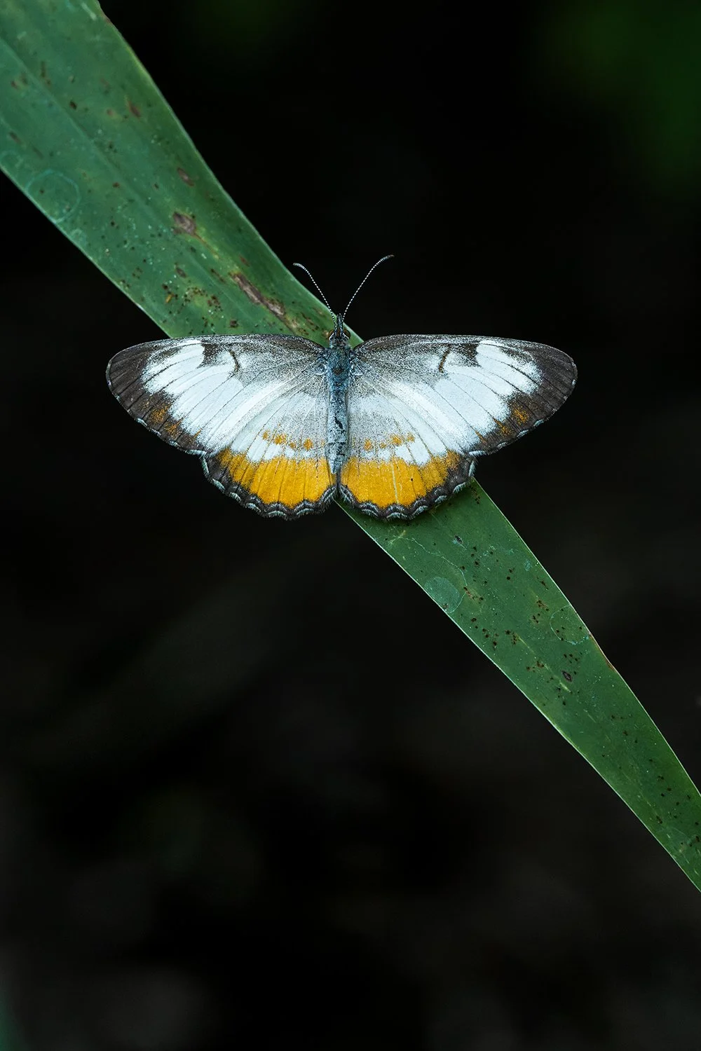 Common Mestra