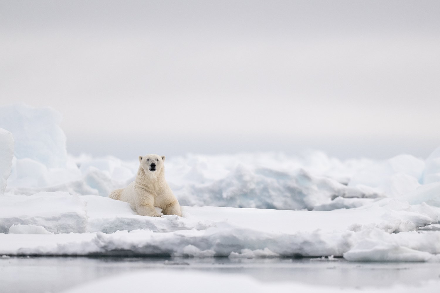 Polar Bear VII JPG.jpg