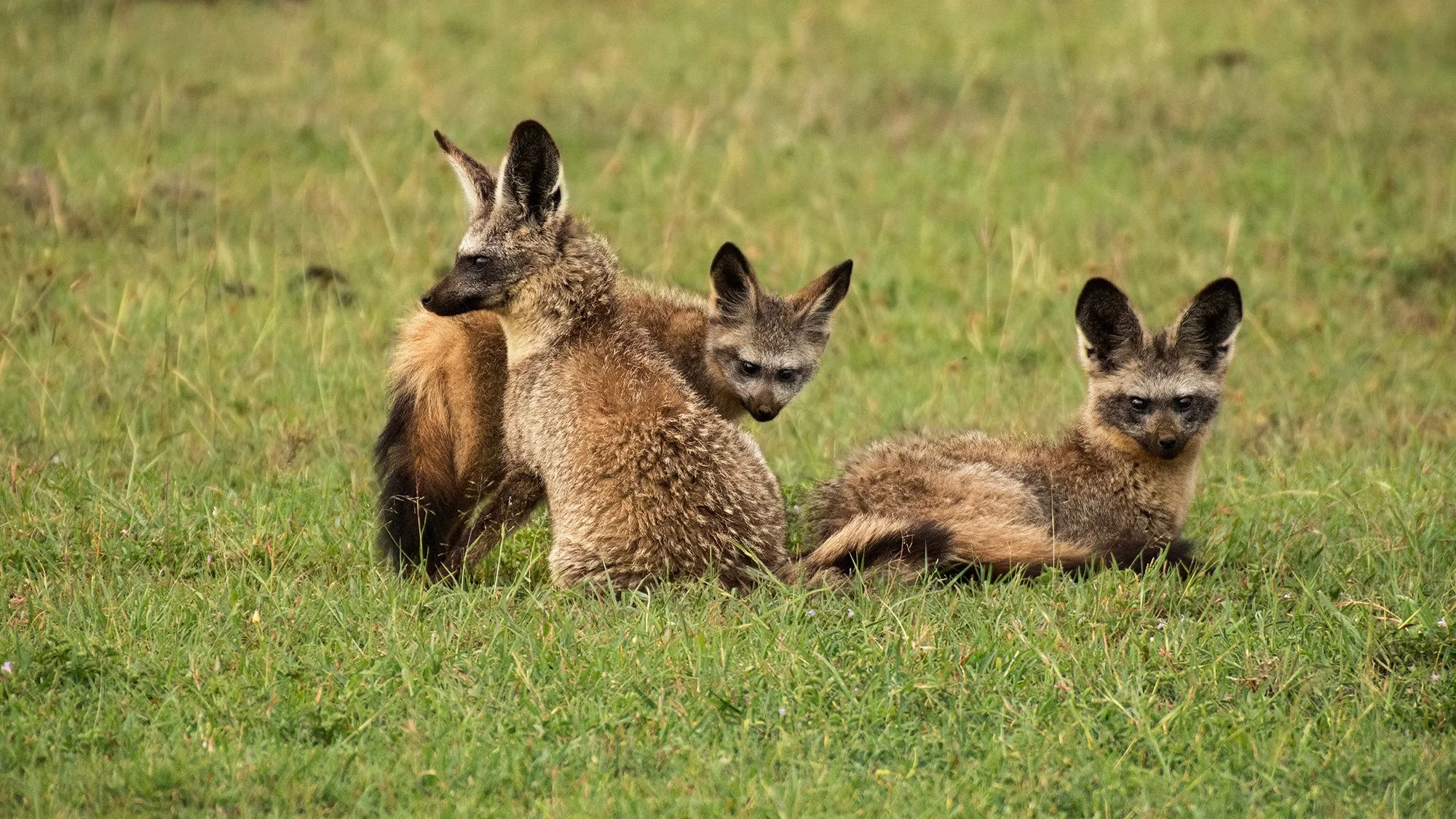 Bat-eared Fox