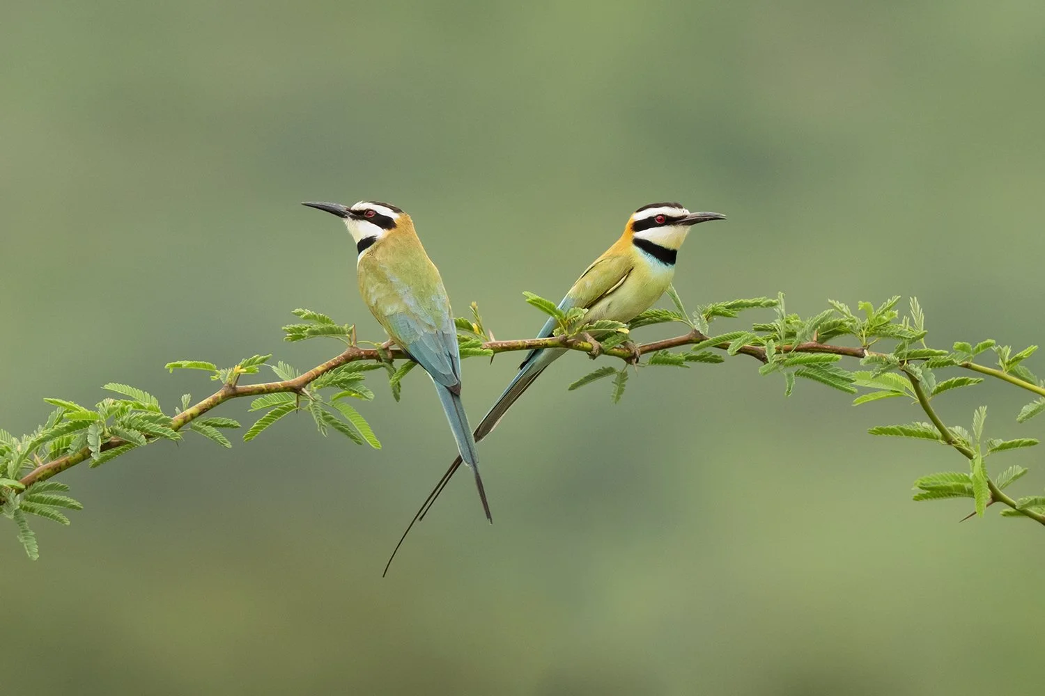 White-throated Bee-eater (male and female)