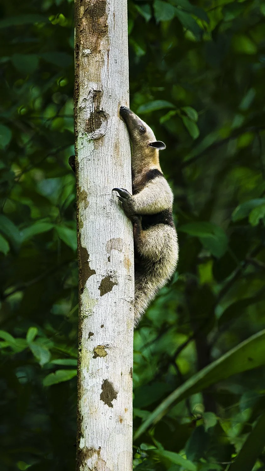 Northern Tamandua (Anteater) (Costa Rica)