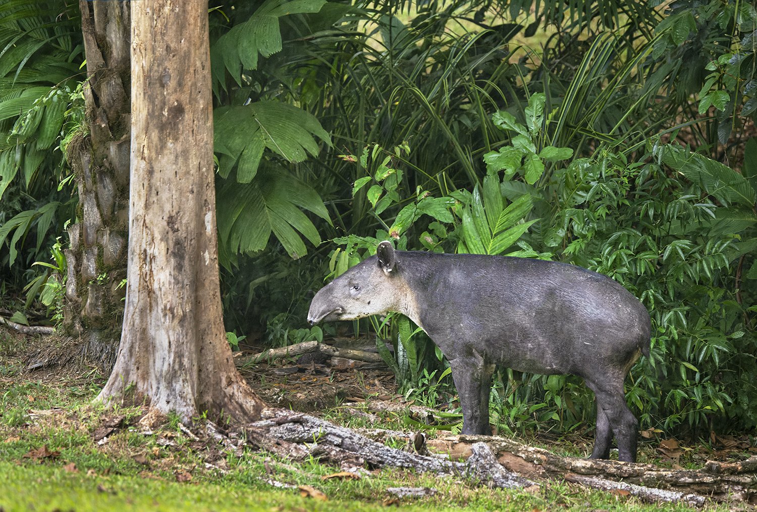 Baird's Tapir (Costa Rica) (added to "Neotropic")