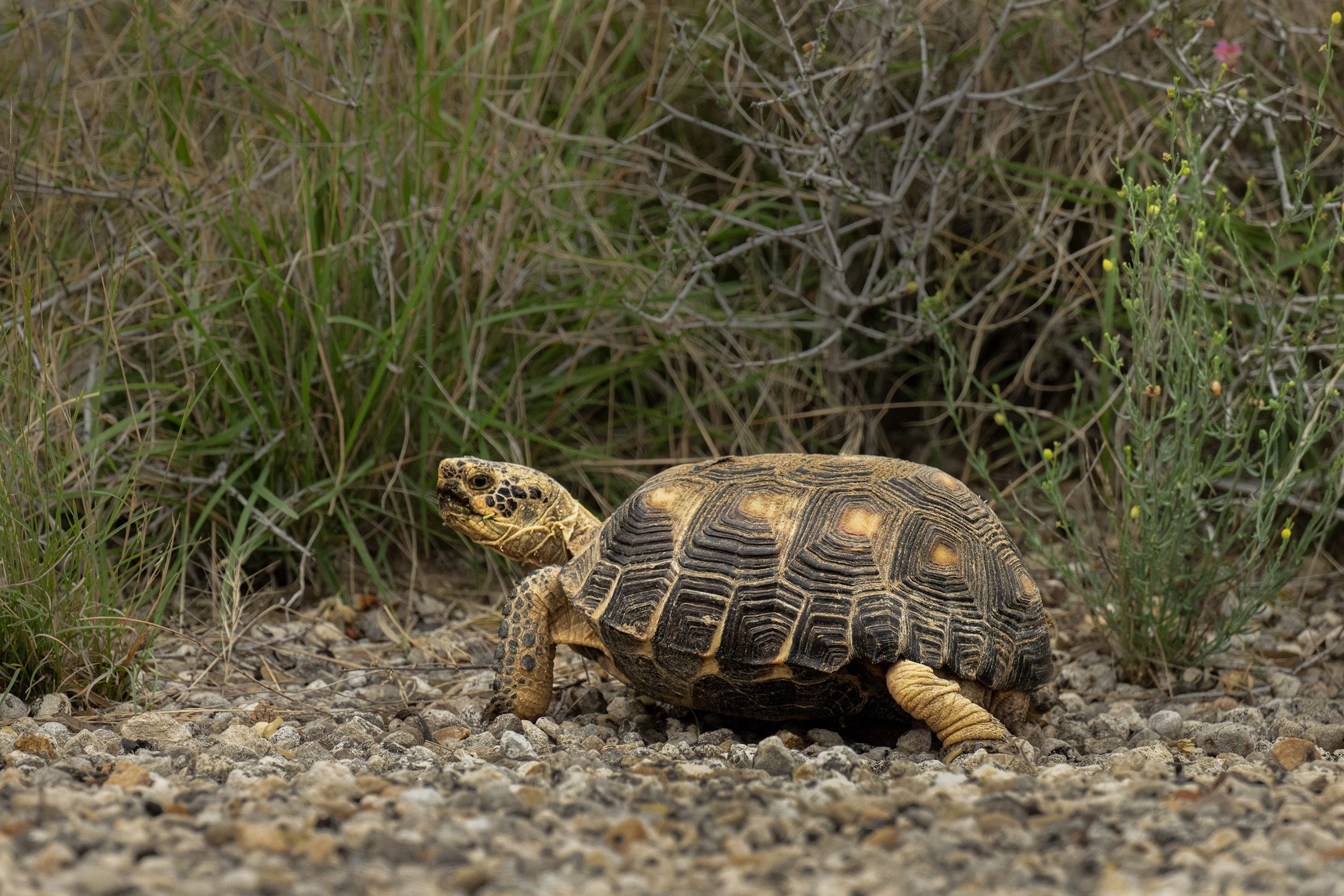 Texas Tortoise