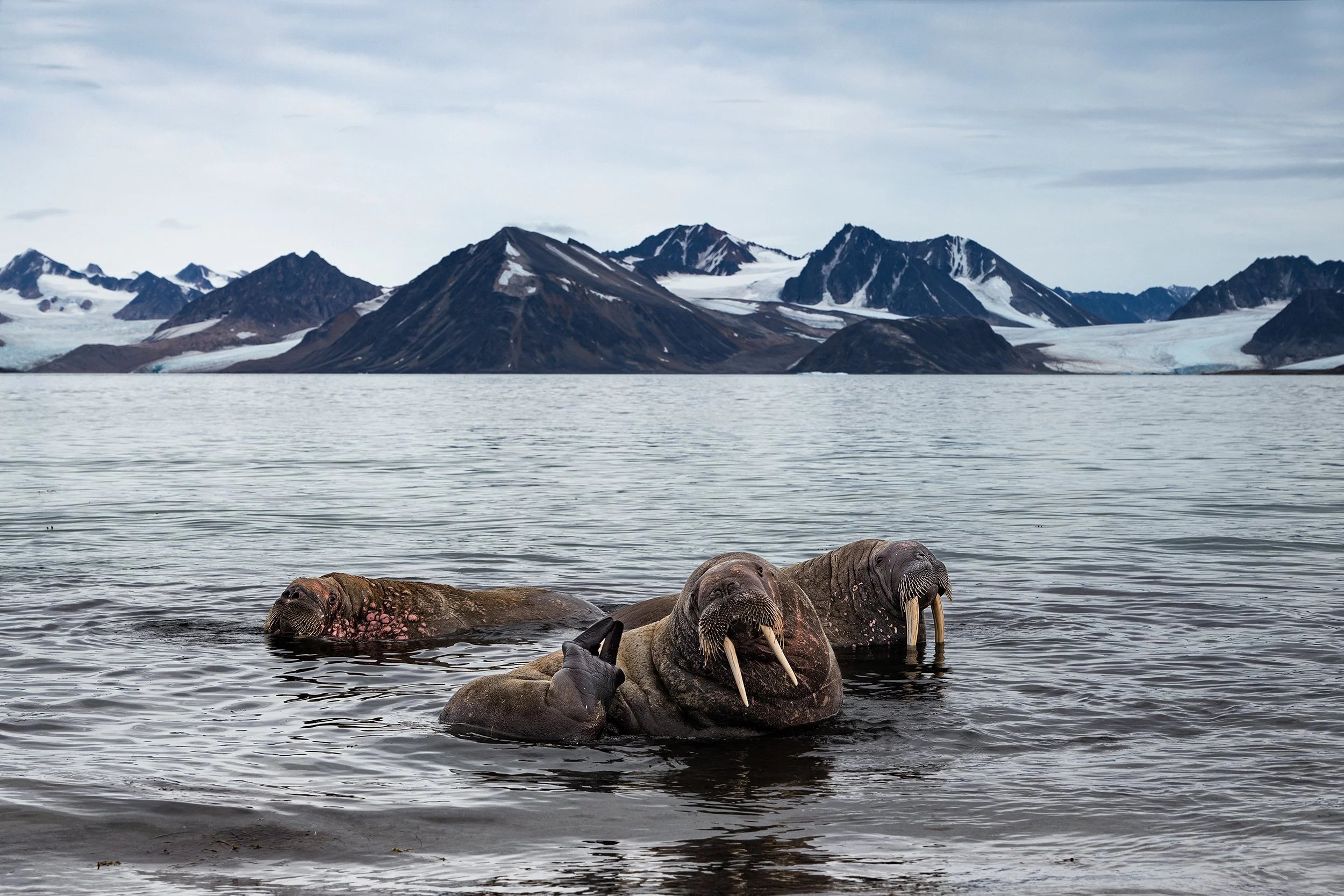 Walrus Group JPG.jpg