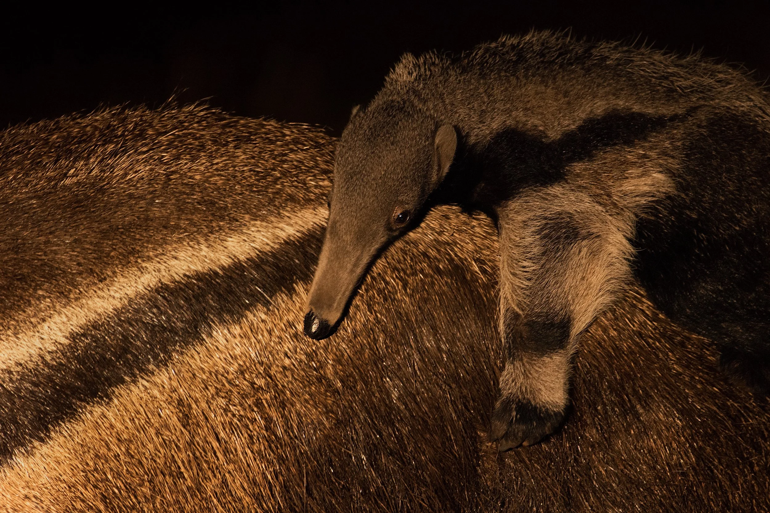 Giant Anteater Pup