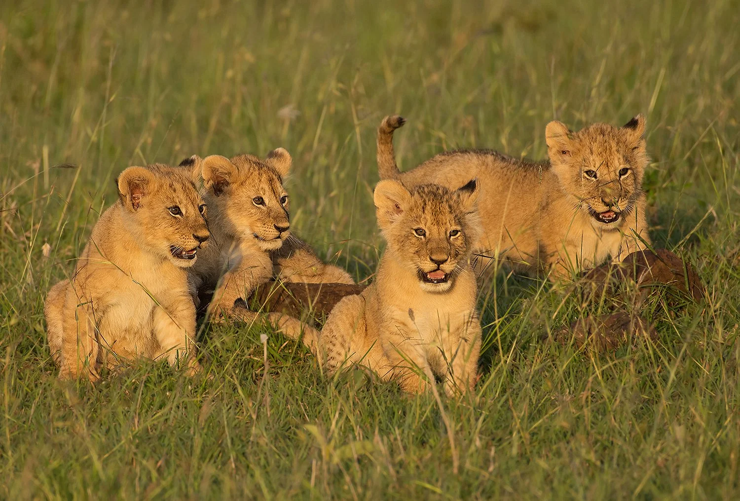 Lion Cubs I JPG.jpg