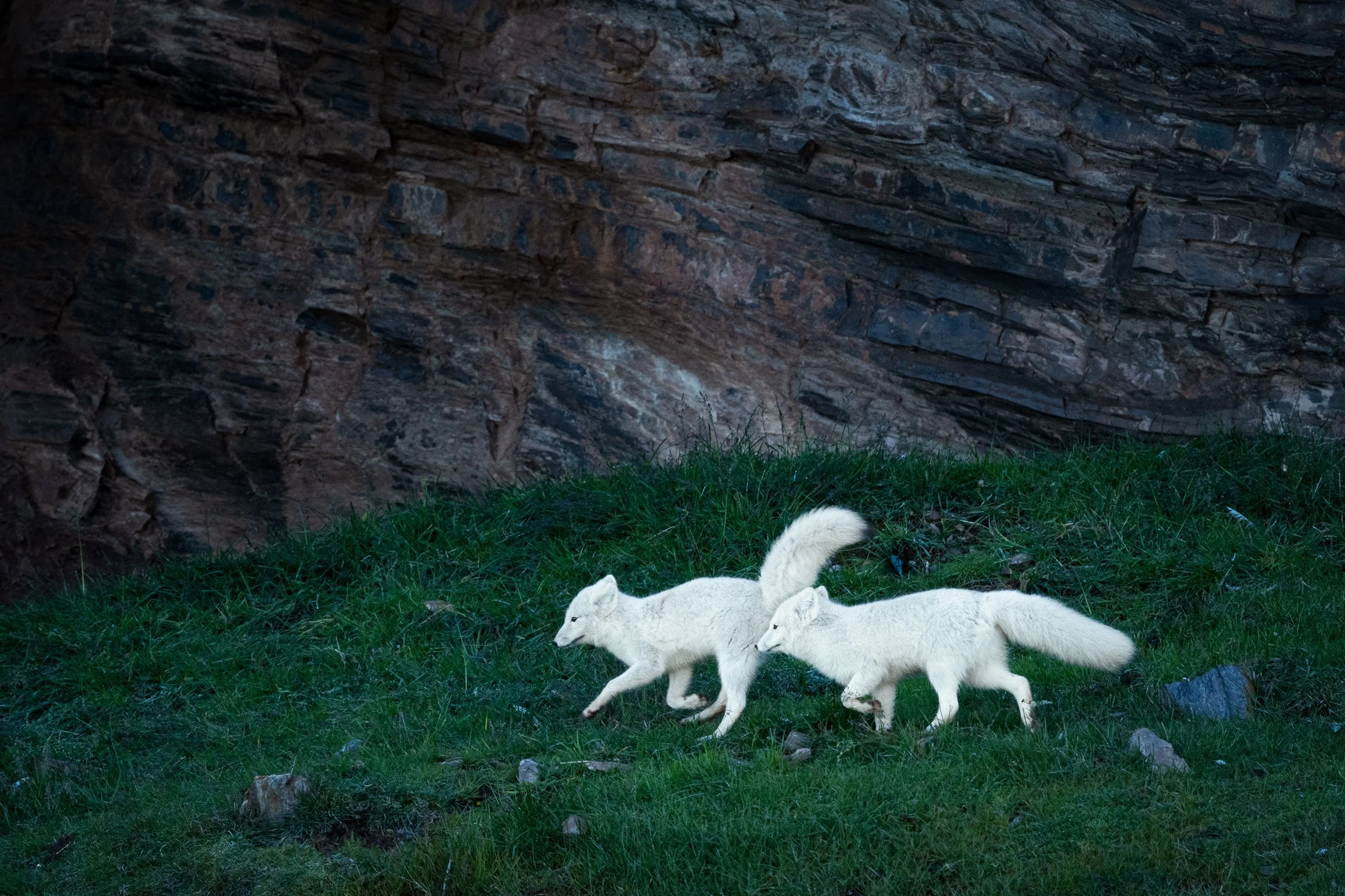 Arctic Foxes (Pair) JPG v 2.jpg