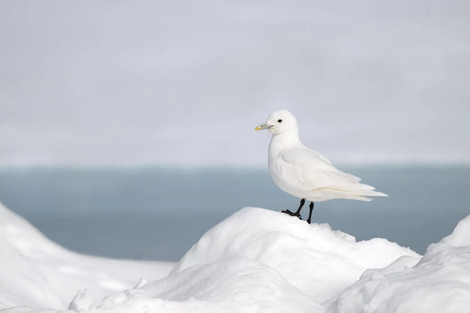 Ivory Gull