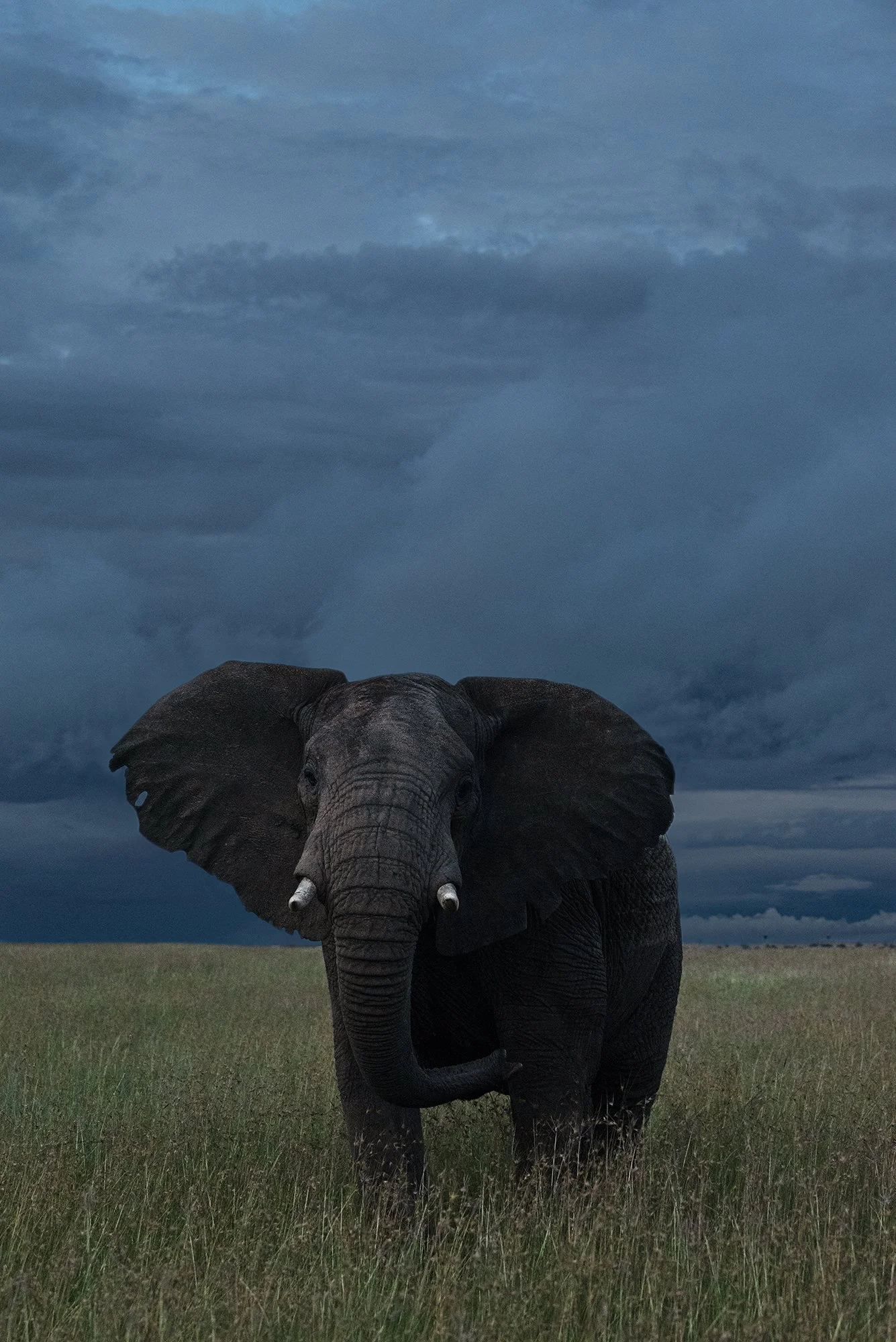 Elephant I JPG v 2.jpg