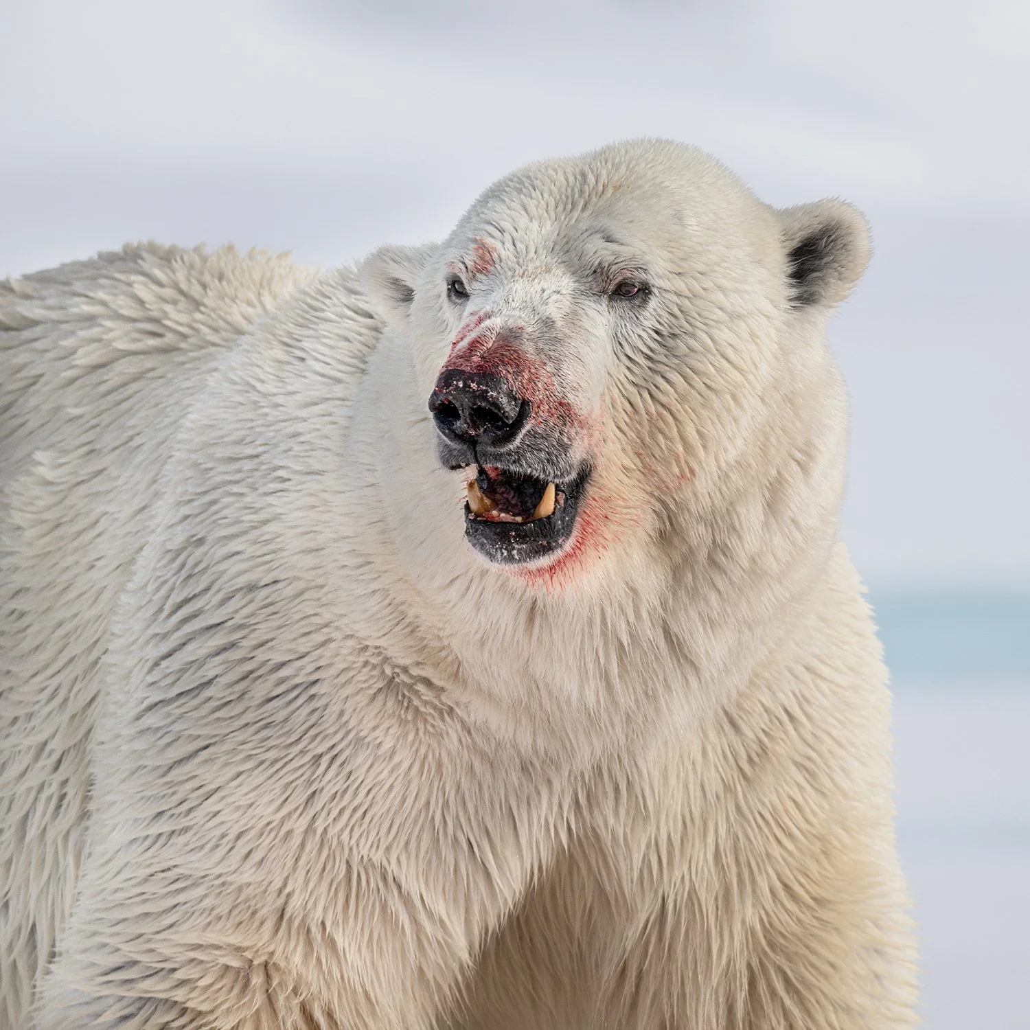 Polar Bear XIII JPG v 2.jpg