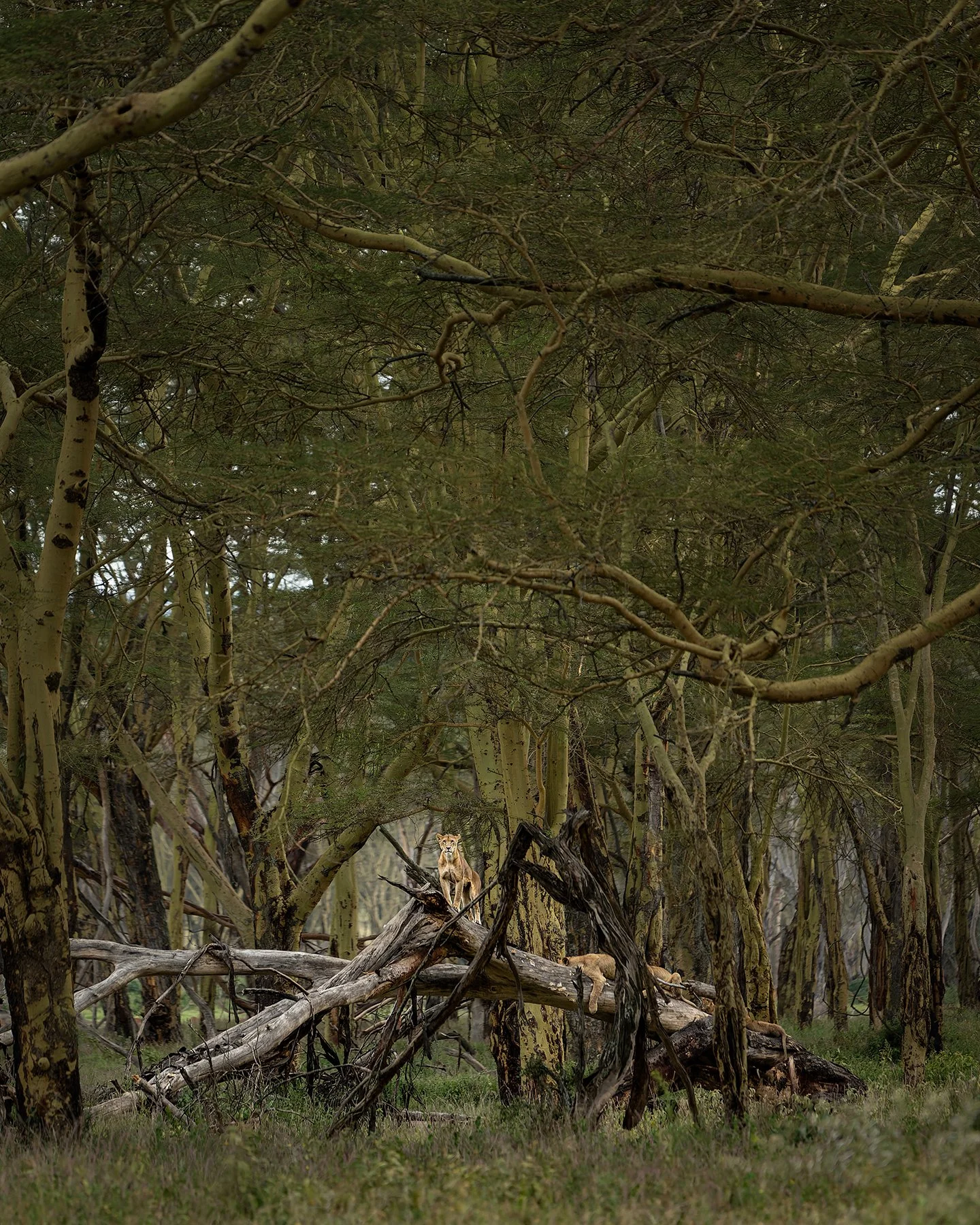 Lions in Fever Tree Forest II JPG v 2.jpg