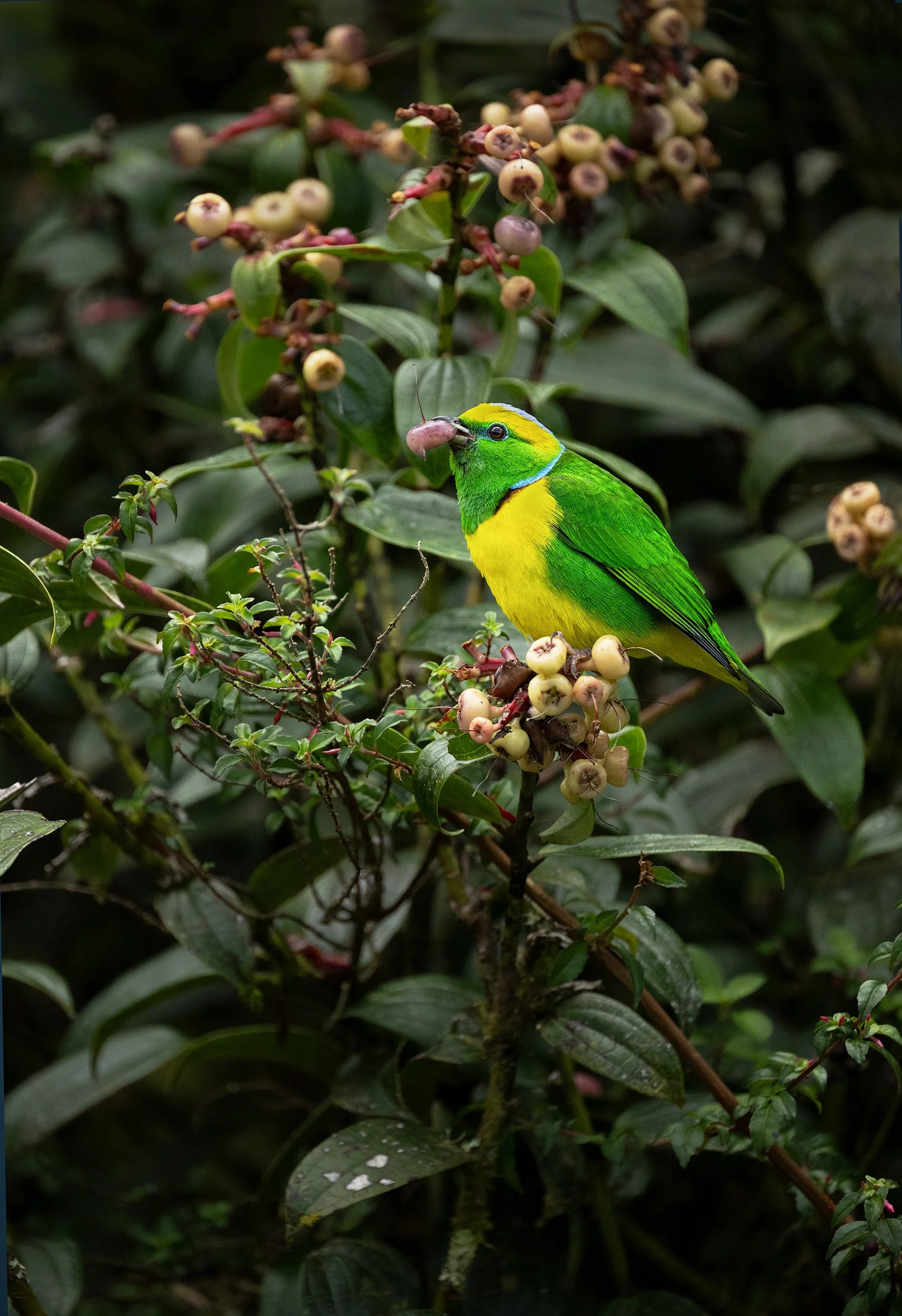 Golden-browed Chlorophonia (male) (Costa Rica)
