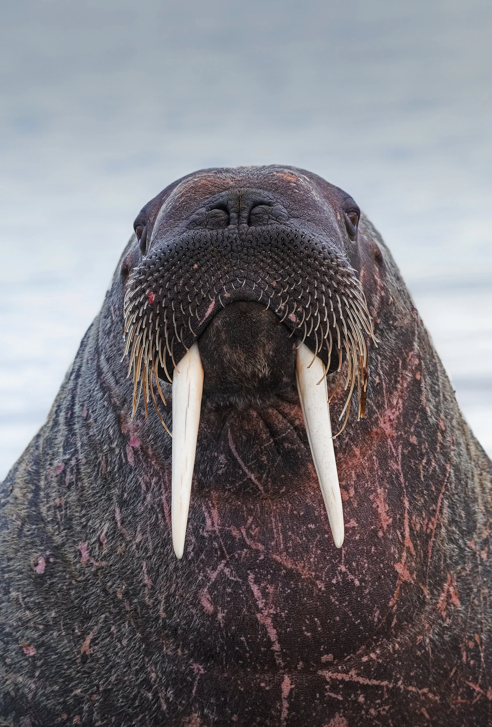 Walrus I JPG v 2.jpg