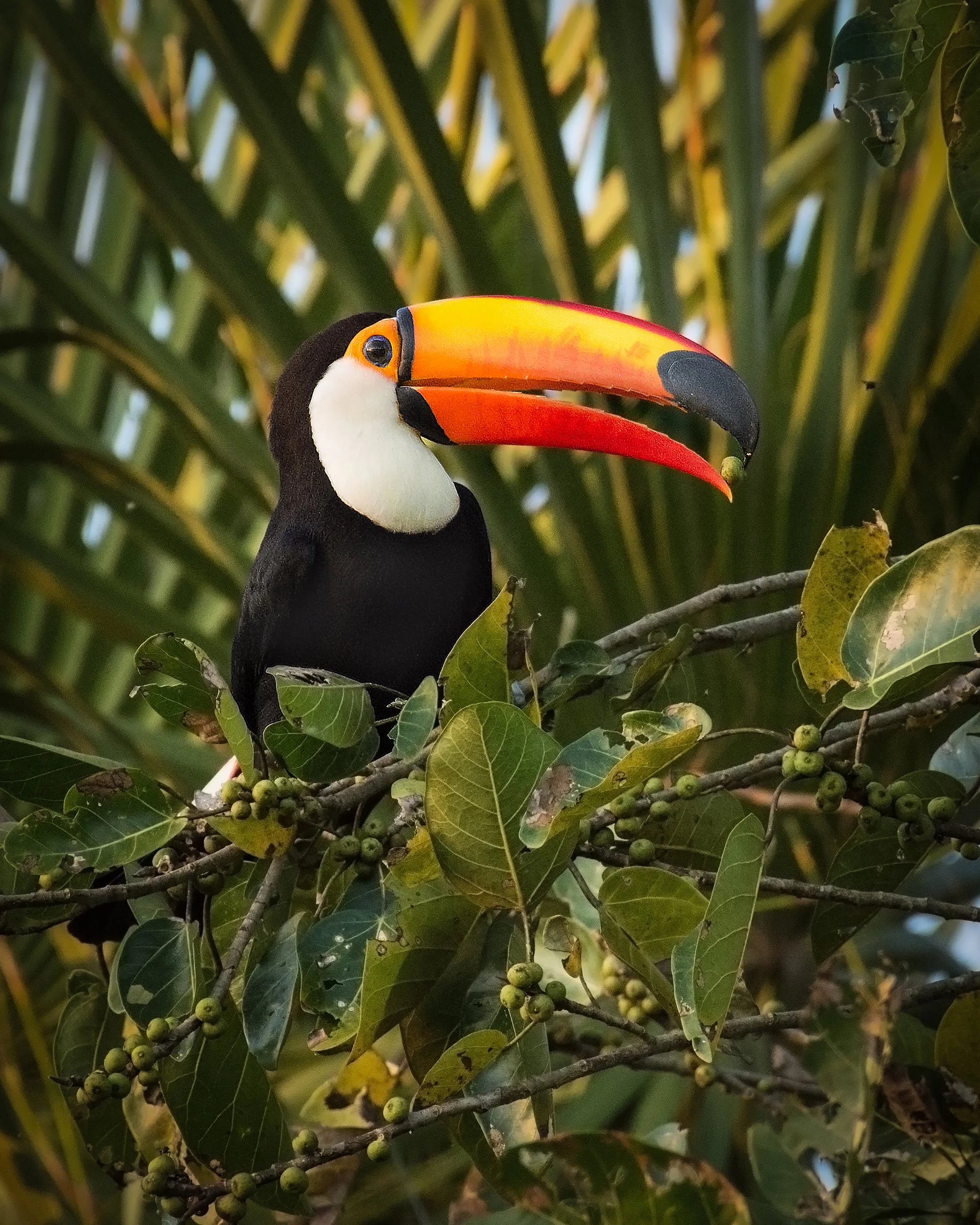 Toco Toucan III JPG v 3.jpg