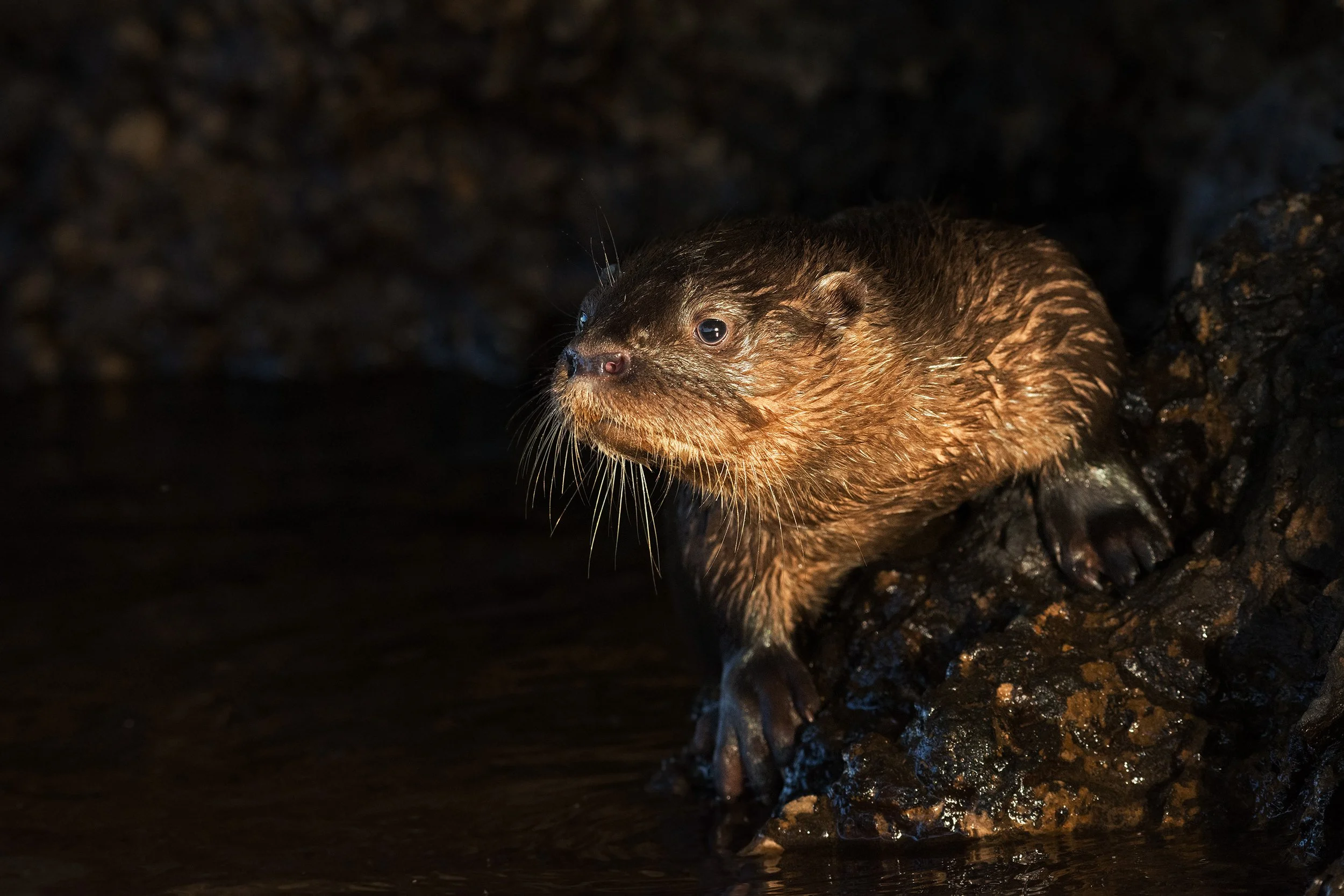 Neotropical Otter