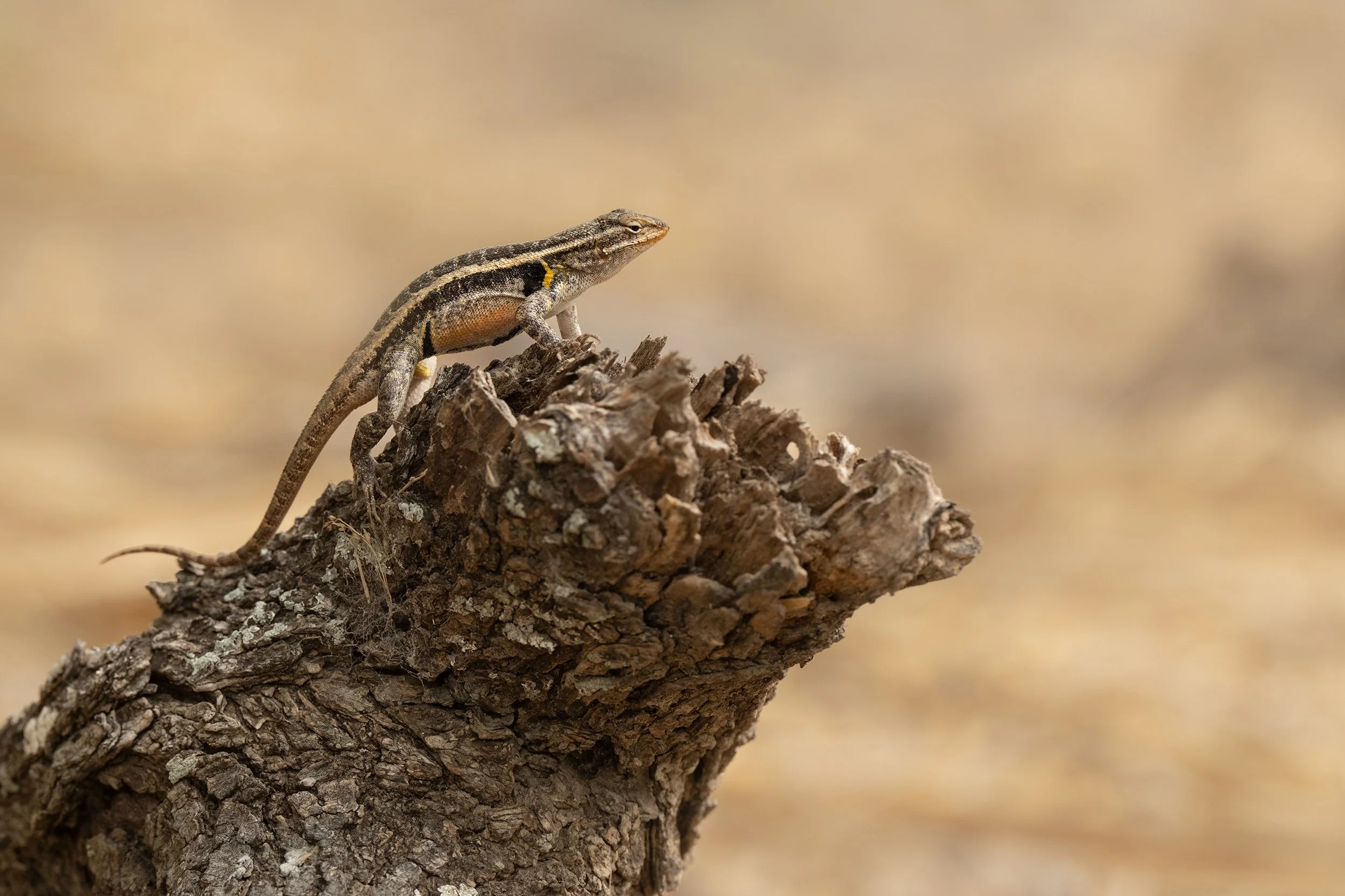 Rose-bellied Lizard