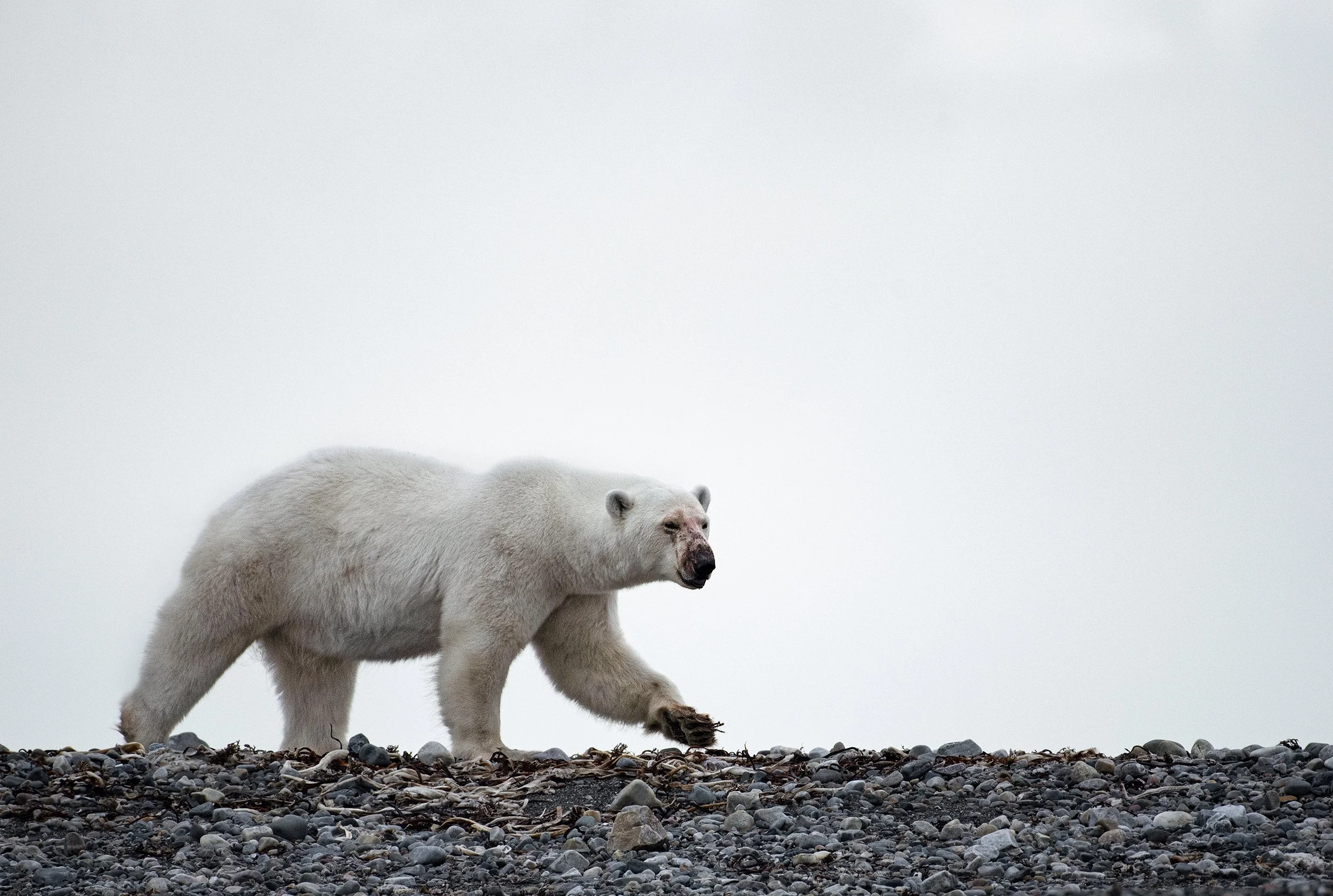 Polar Bear II JPG.jpg