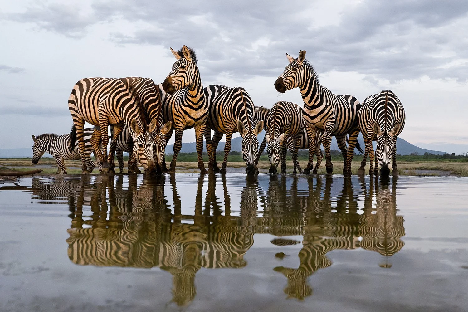 Common Zebra II JPG.jpg