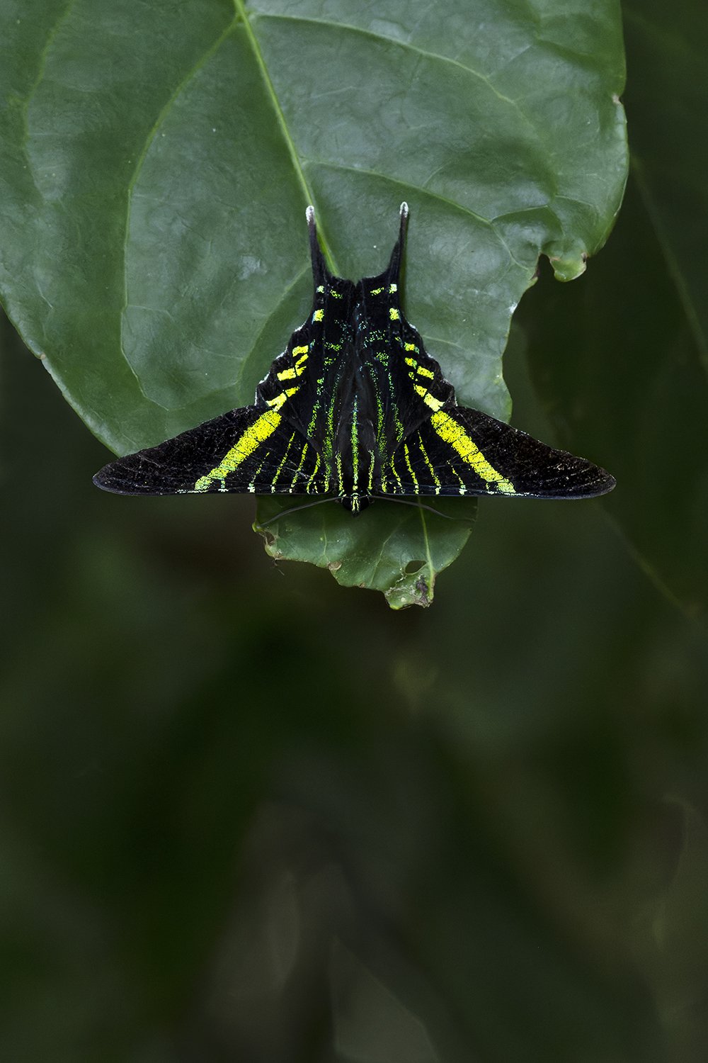 Urania Swallowtail Moth (Costa Rica)