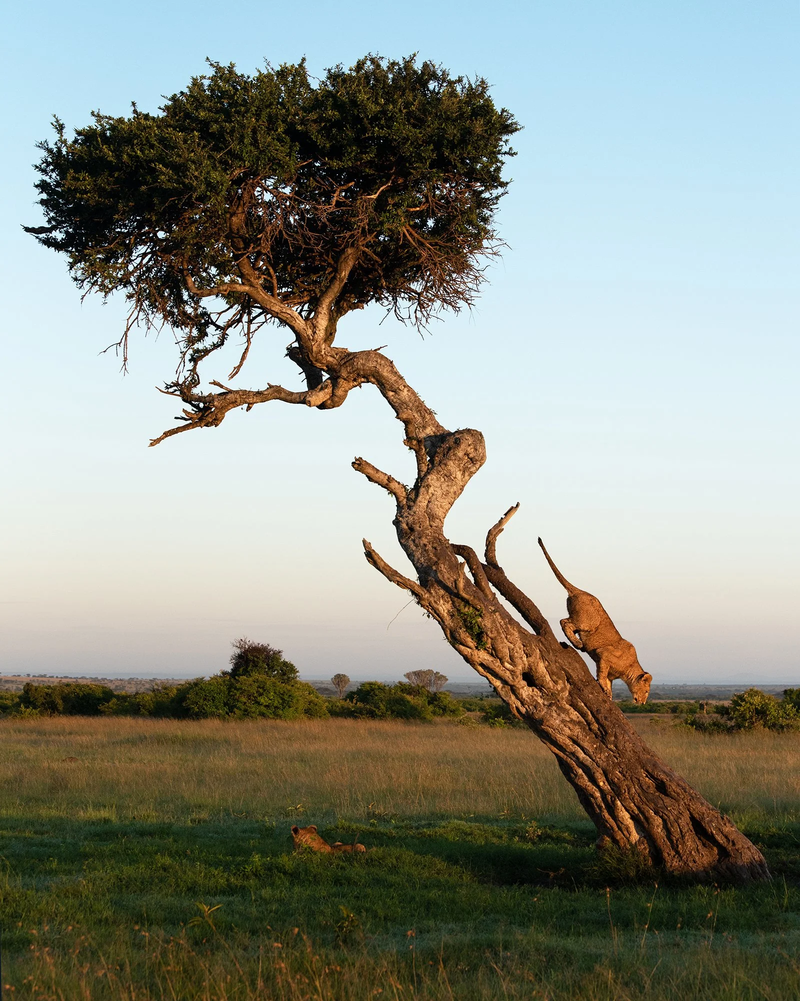 Lion Cub in Tree II JPG.jpg