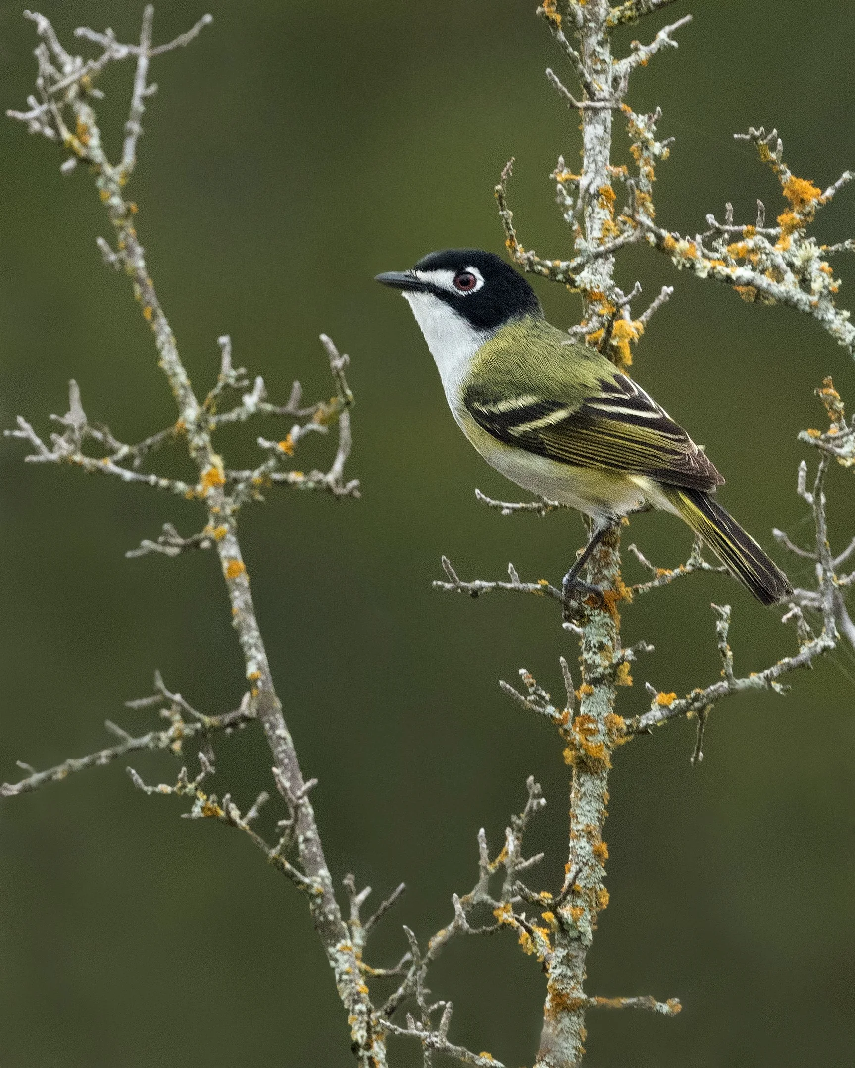 Black-capped Vireo (male) (Threatened)