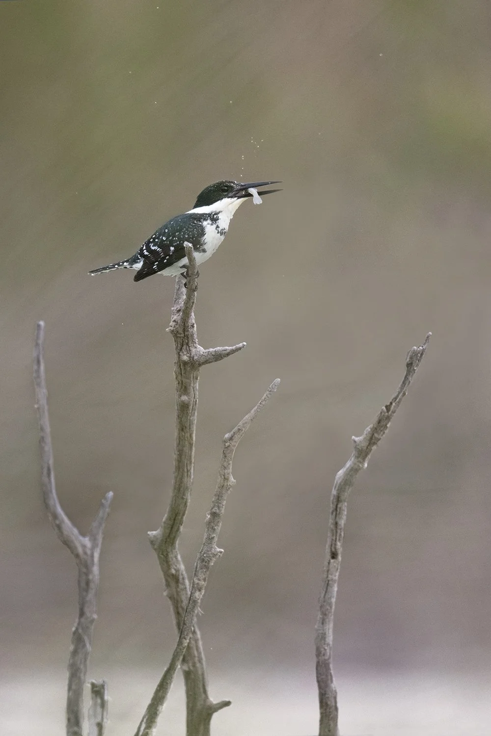 Green Kingfisher (female)