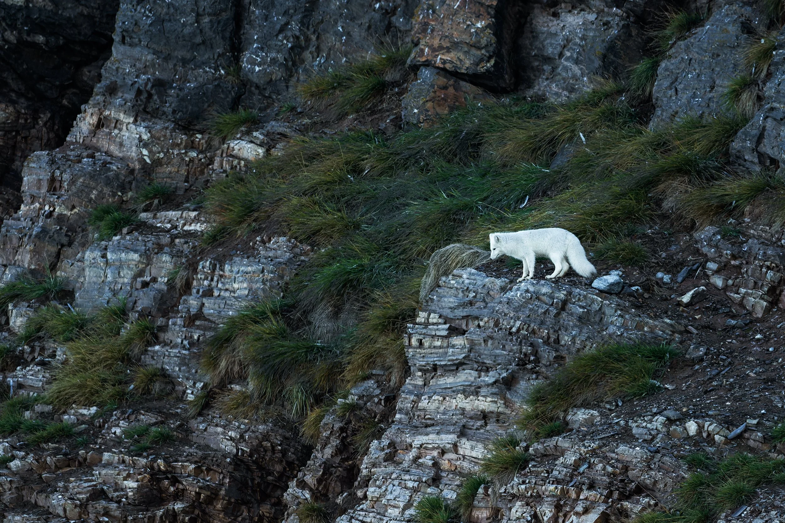 Arctic Fox in winter coat