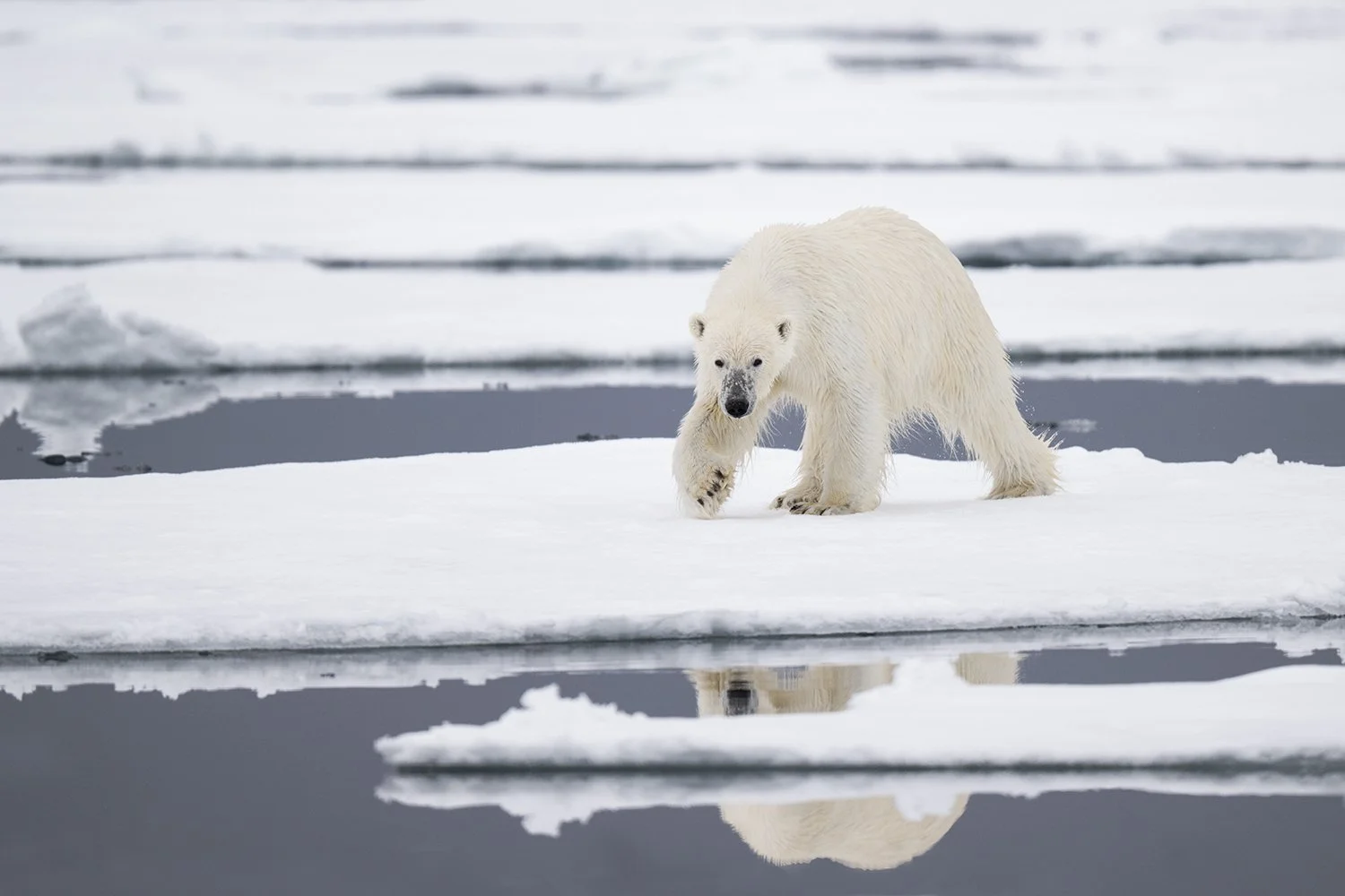 Polar Bear II JPG.jpg