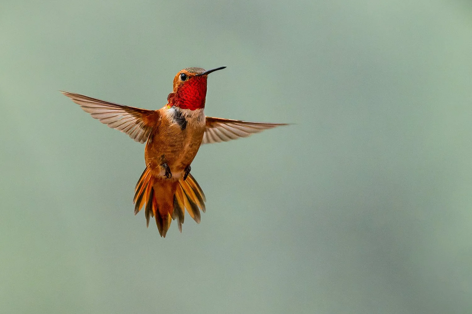 Rufous Hummingbird (male) (Colorado)
