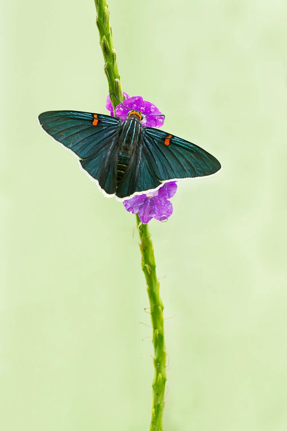 Guava Skipper