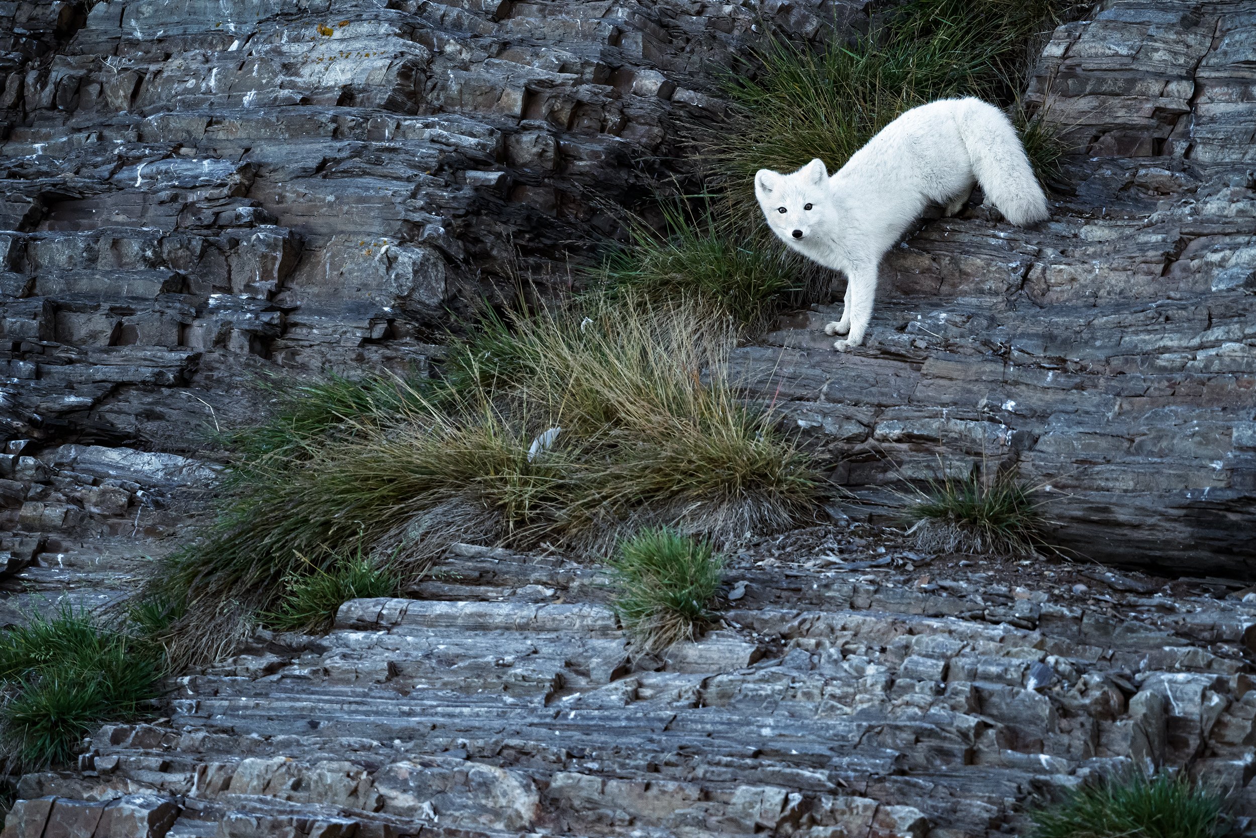 Arctic Fox III JPG v 2.jpg