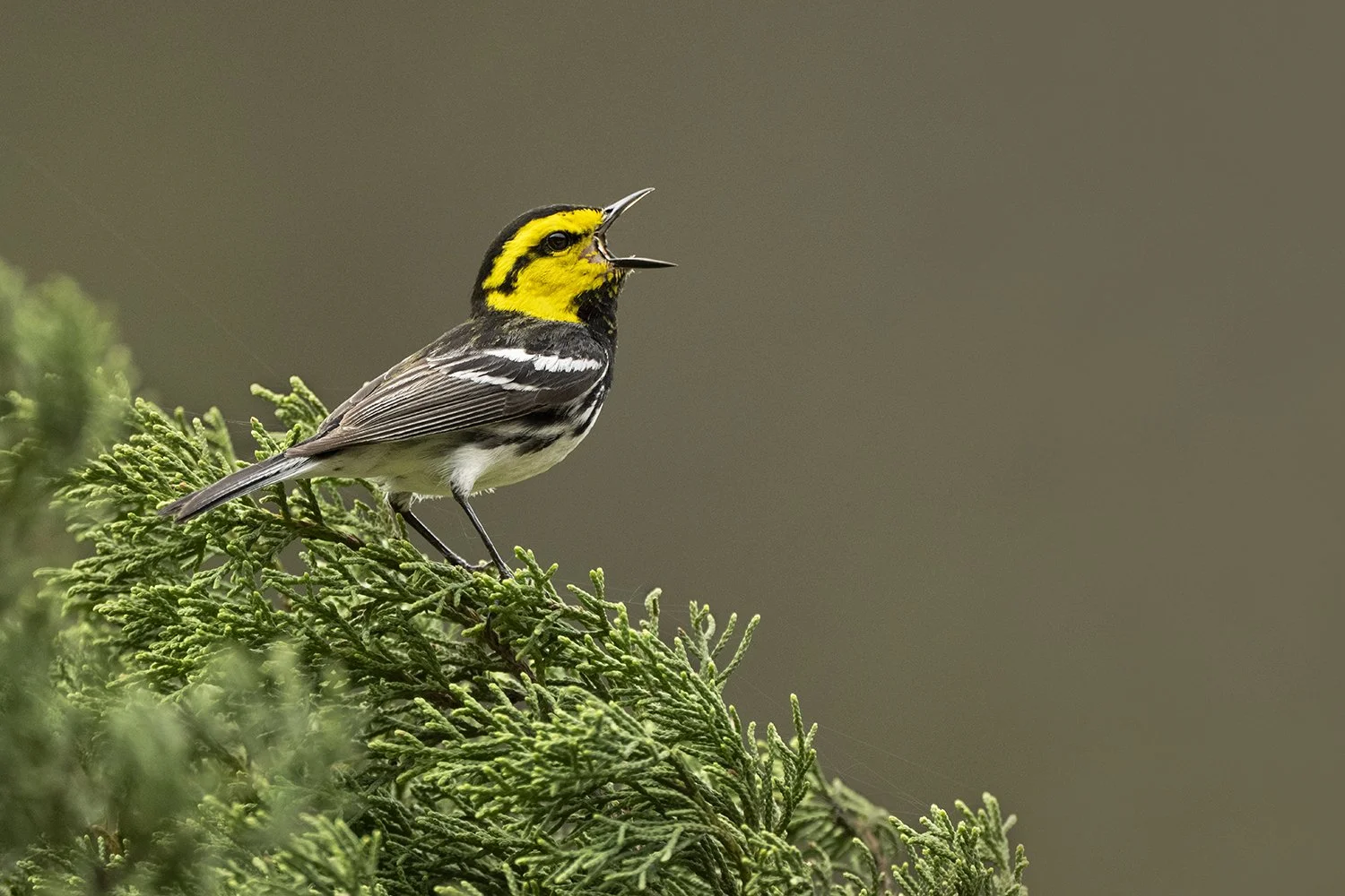 Golden-cheeked Warbler (male) (Endangered)