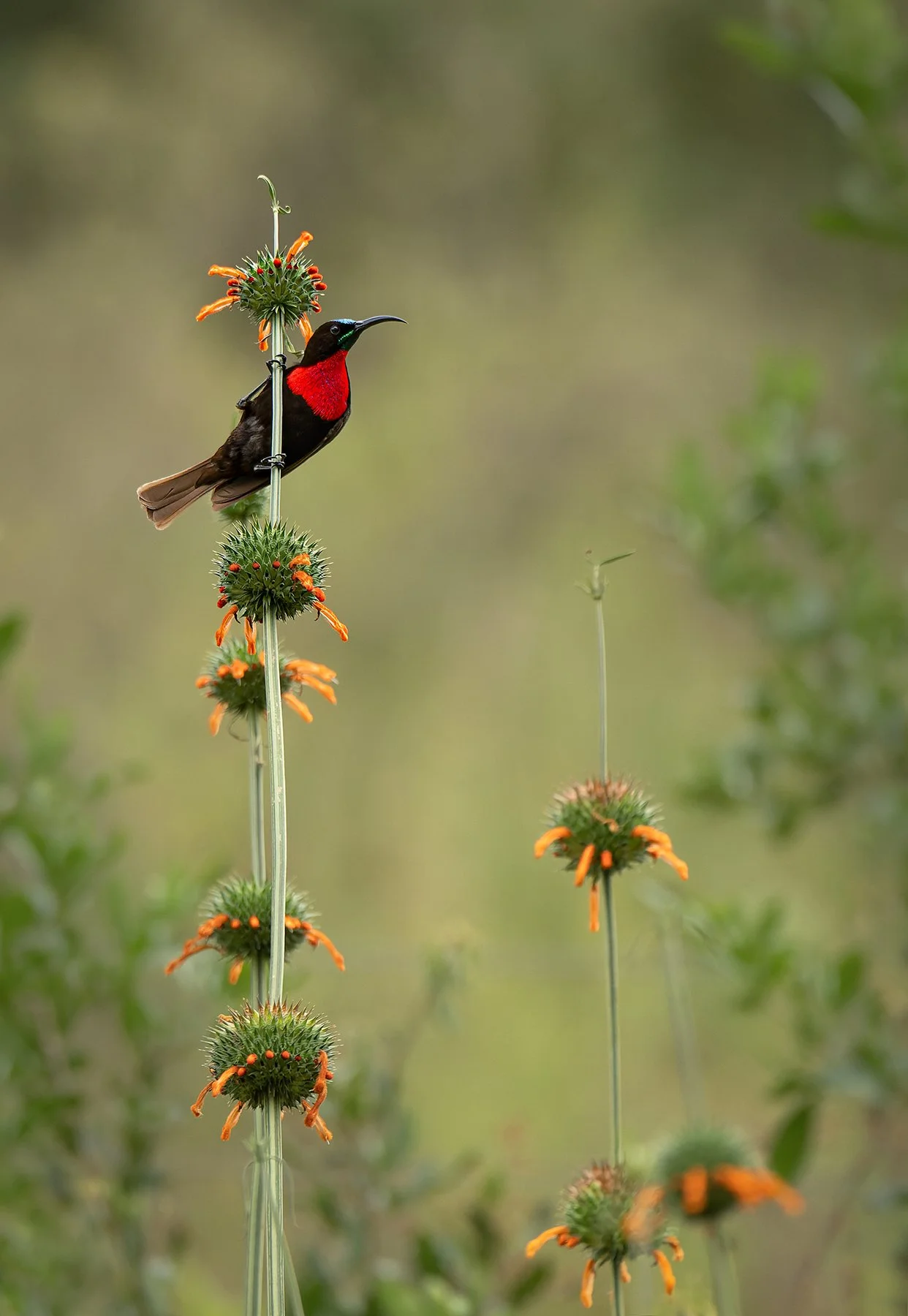 Scarlet-chested Sunbird