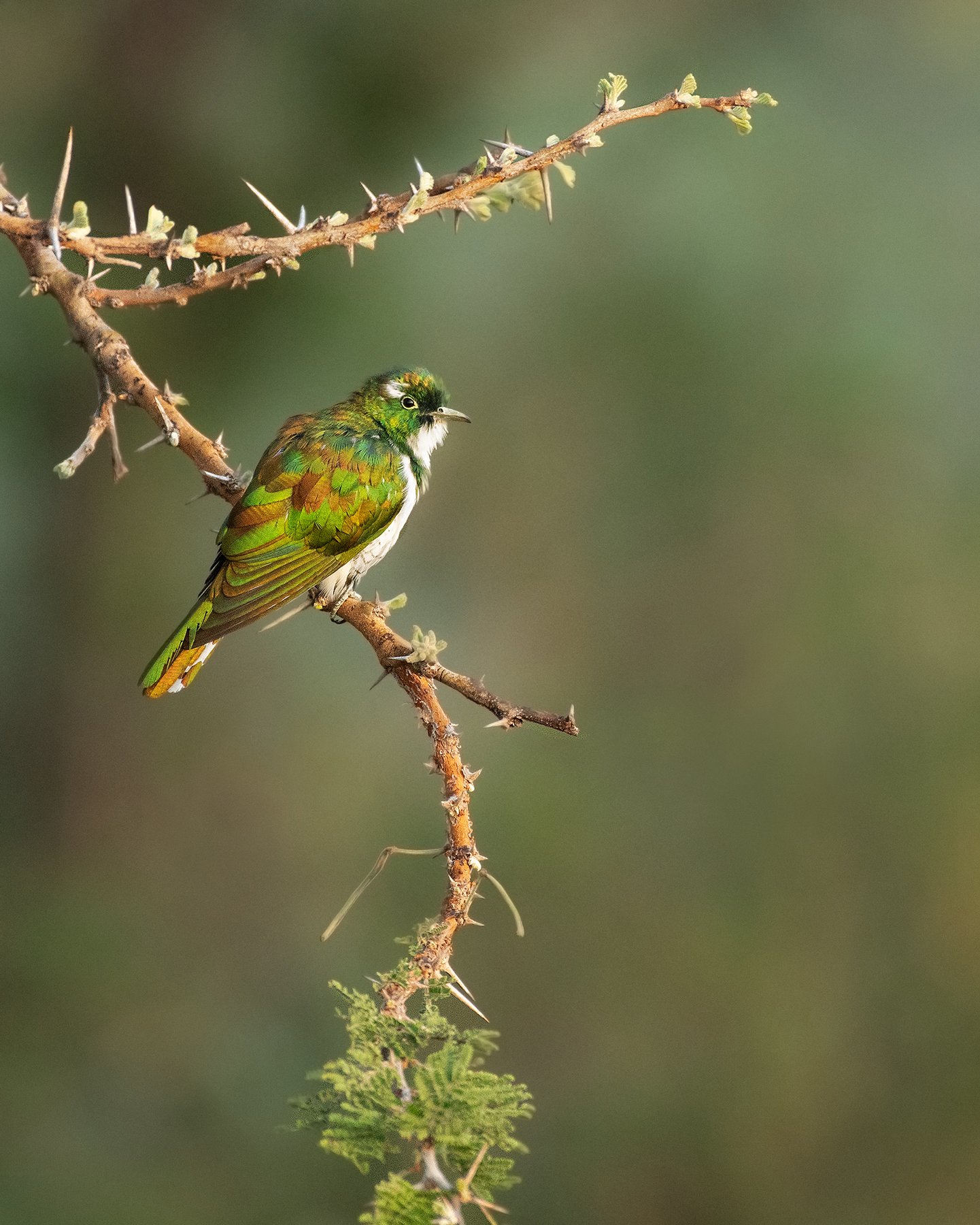 Klaas's Cuckoo