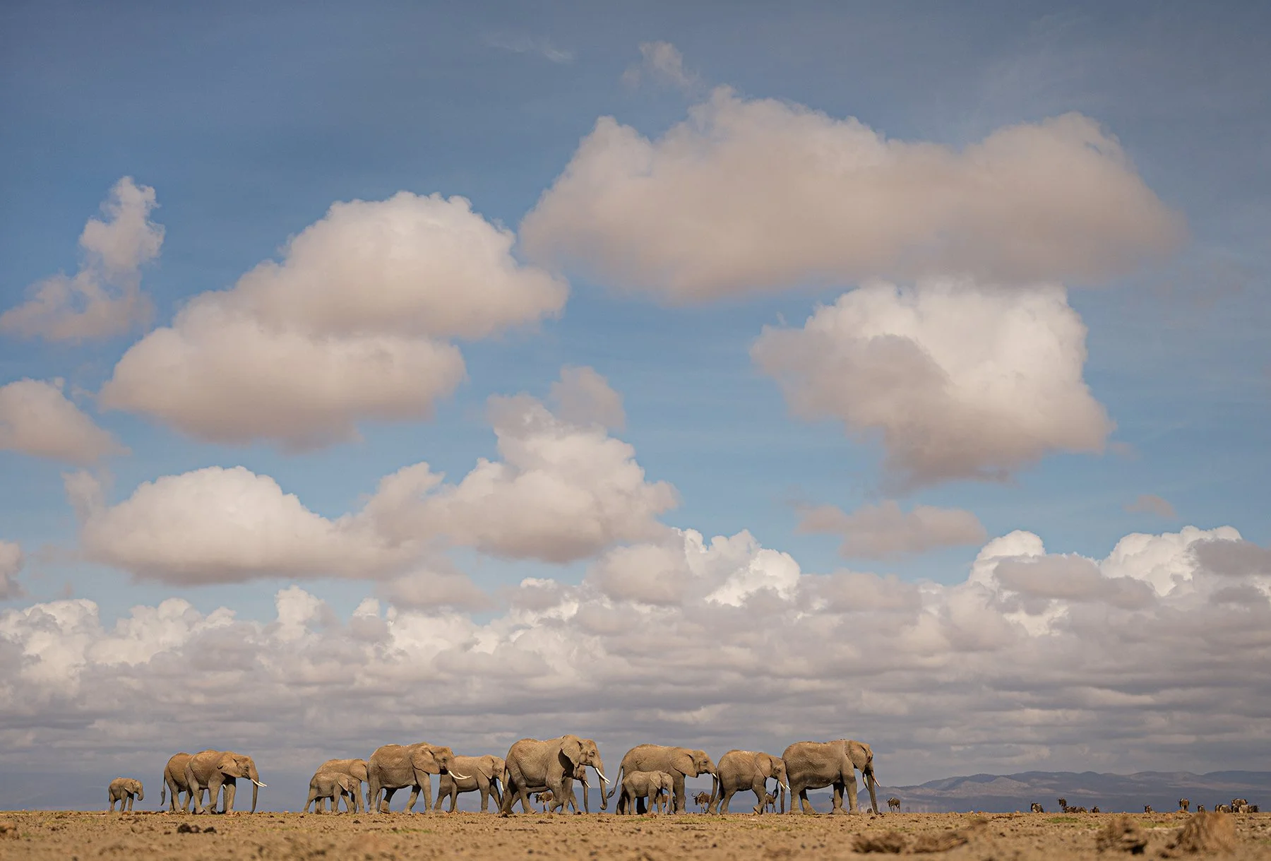 Elephant Herd I JPG v 3.jpg