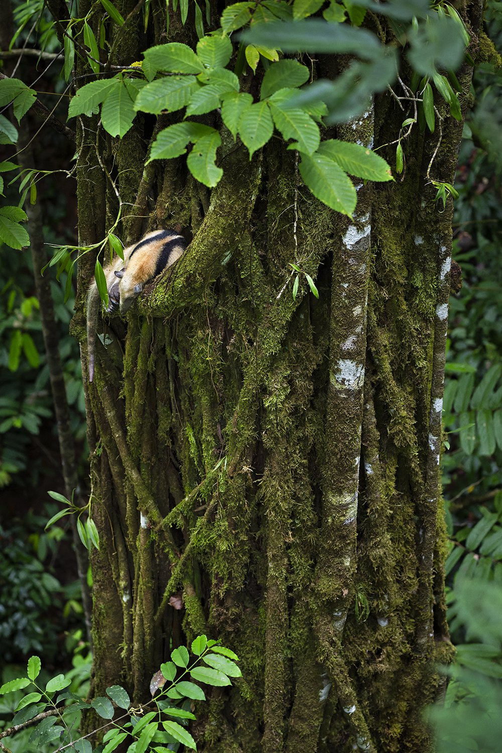 Northern Tamandua (Costa Rica) (added to "Neotropic")