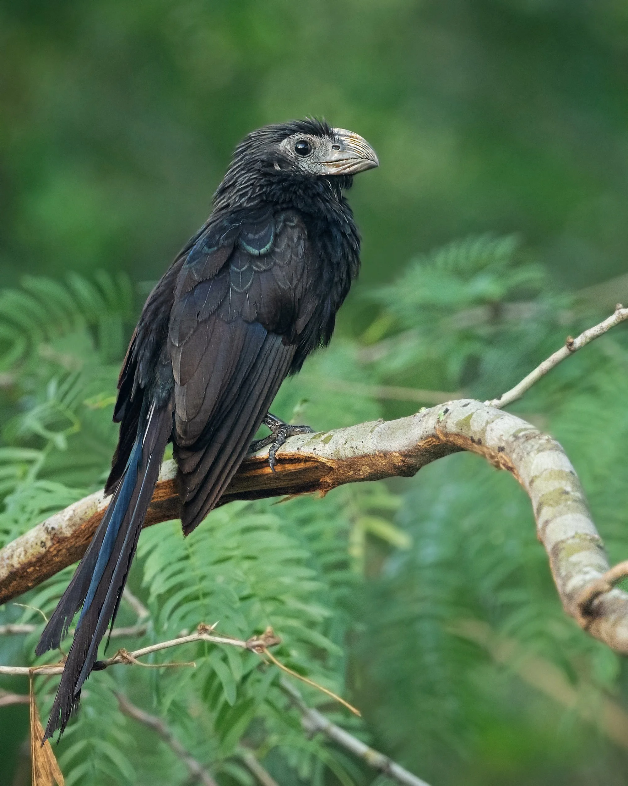 Groove-billed Ani
