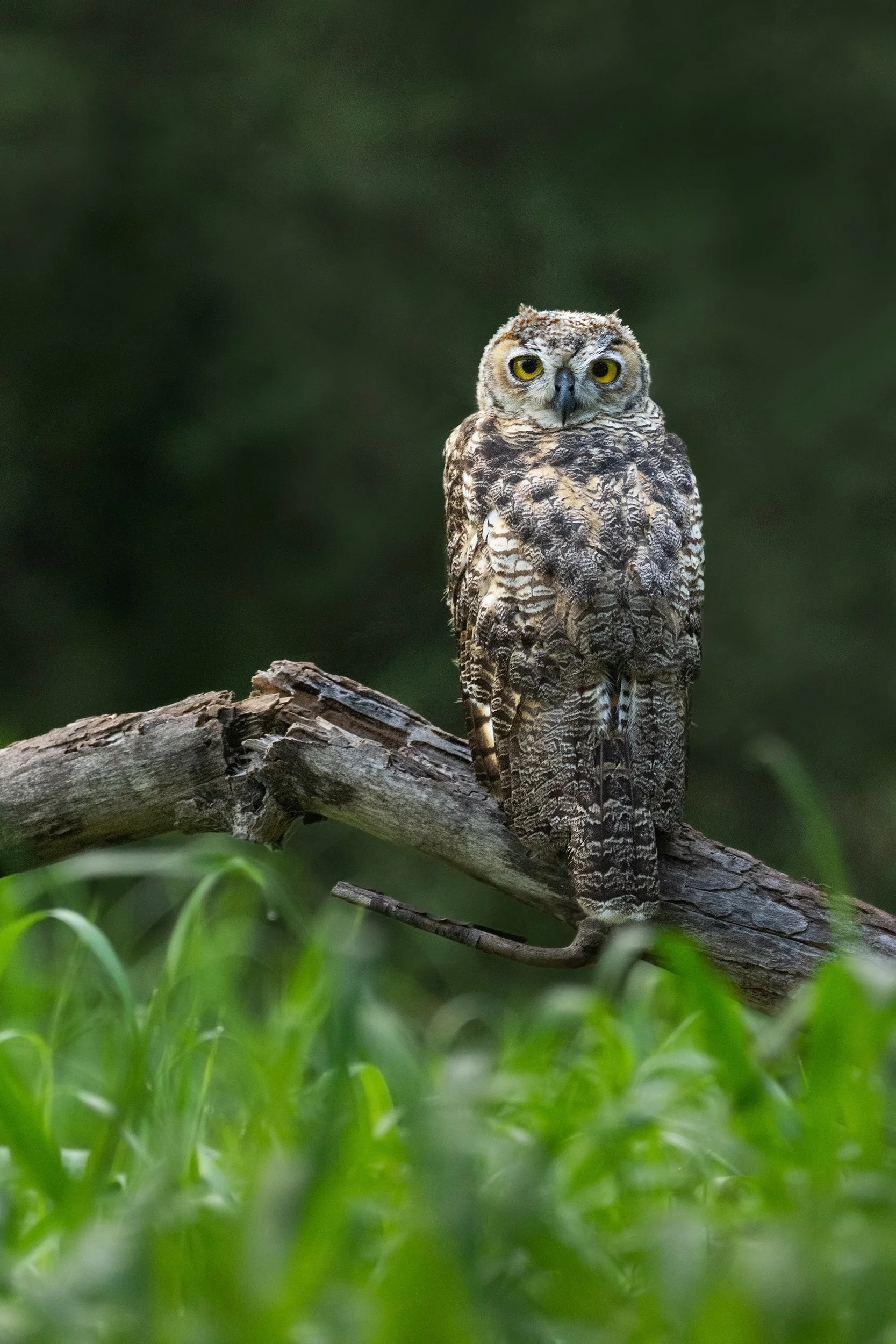 Great Horned Owl (juvenile)