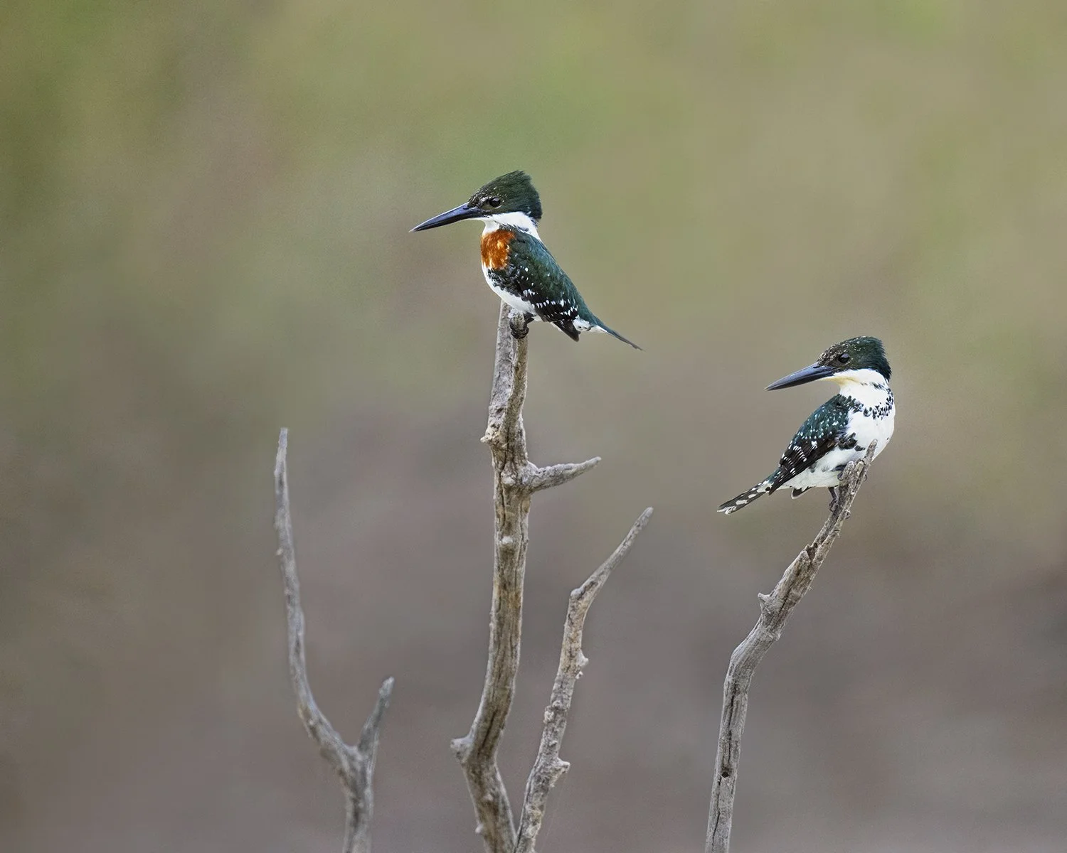 Green Kingfisher (male, left, and female)